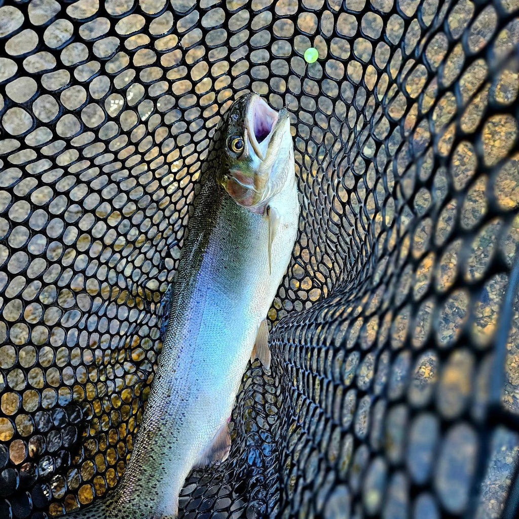 Silver trout in a landing net with a glowing green UV bead on the mesh