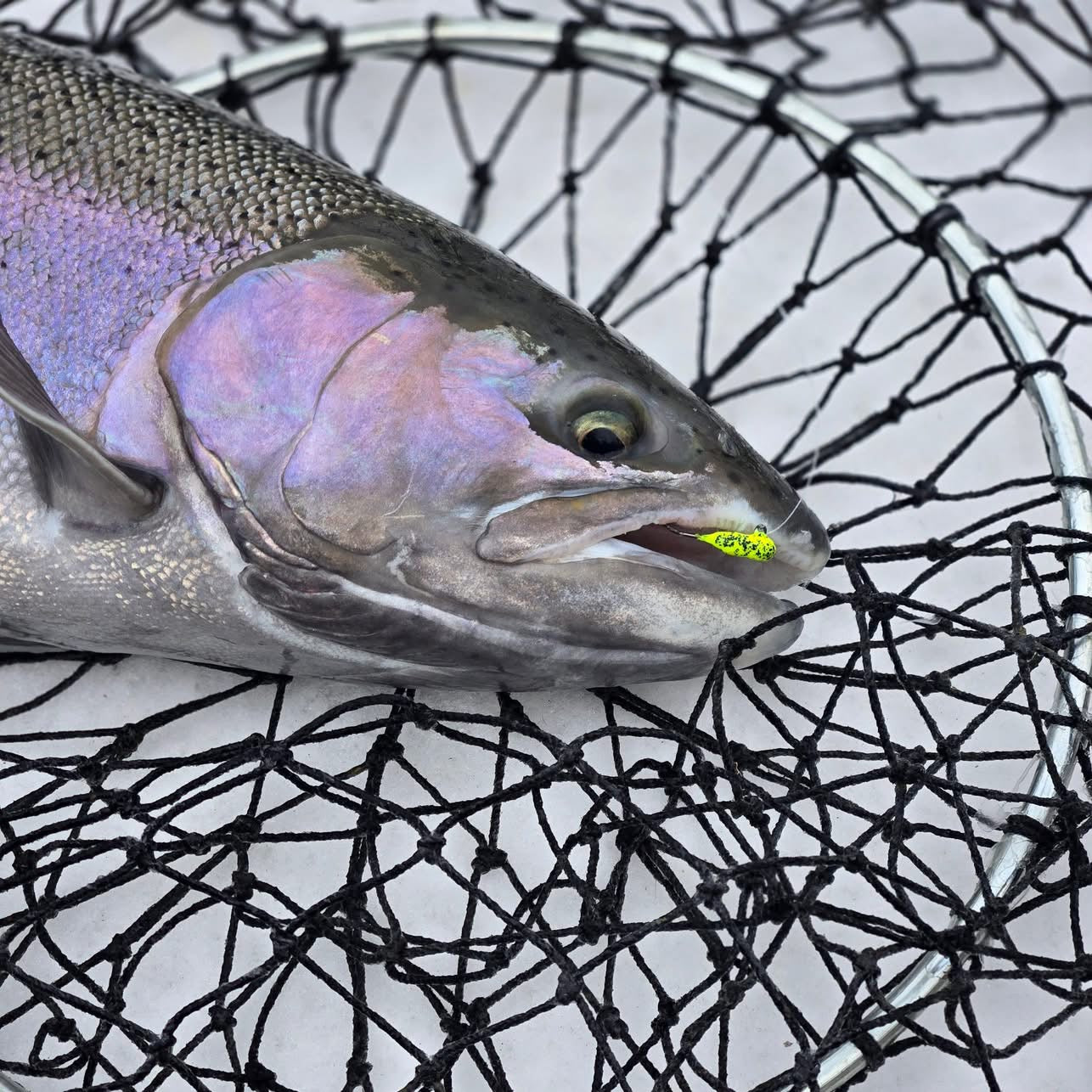 Close-up trout face with neon green speckled tube jig near mouth