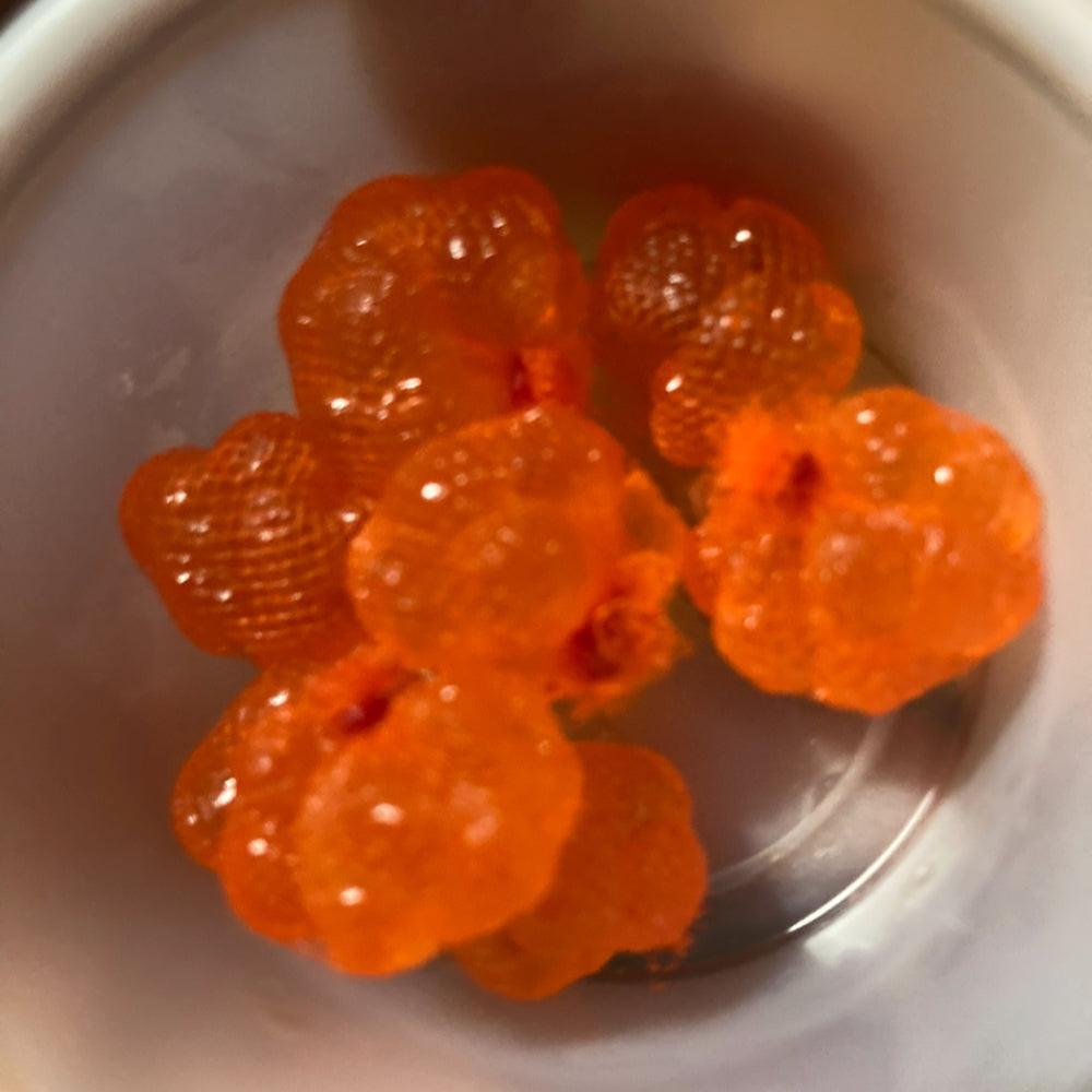 Coho salmon eggs, 2025 harvest, orange roe