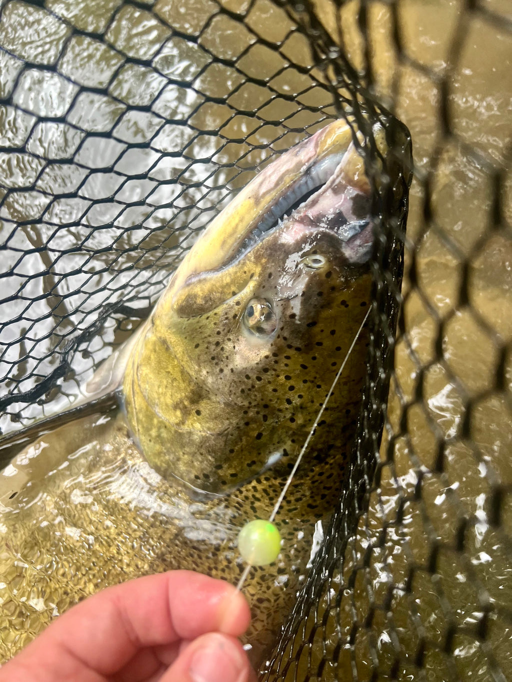 Single bright green 14mm UV glow plastic fishing bead on clear fishing line in water.