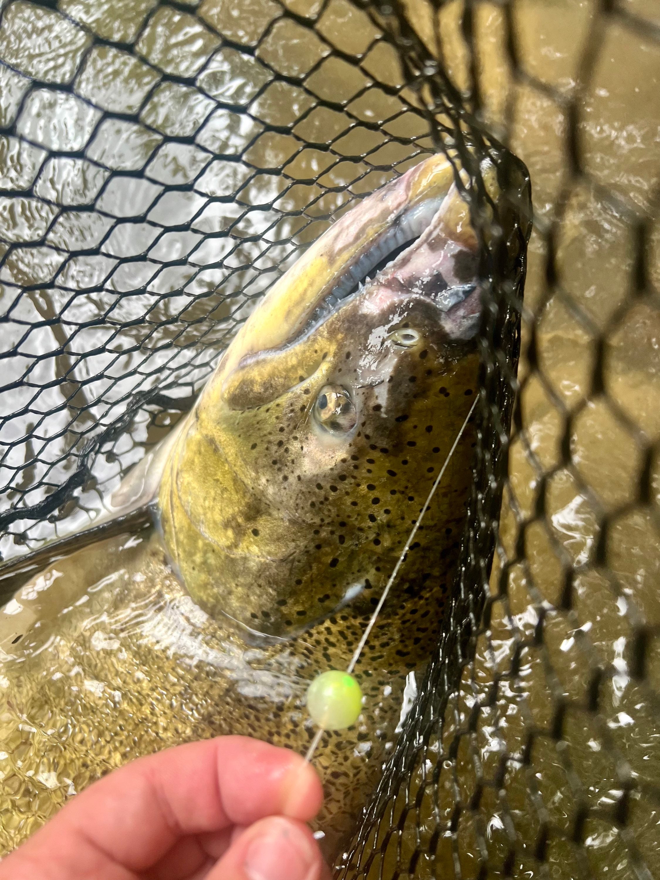 Single bright green 14mm UV glow plastic fishing bead on clear fishing line in water.