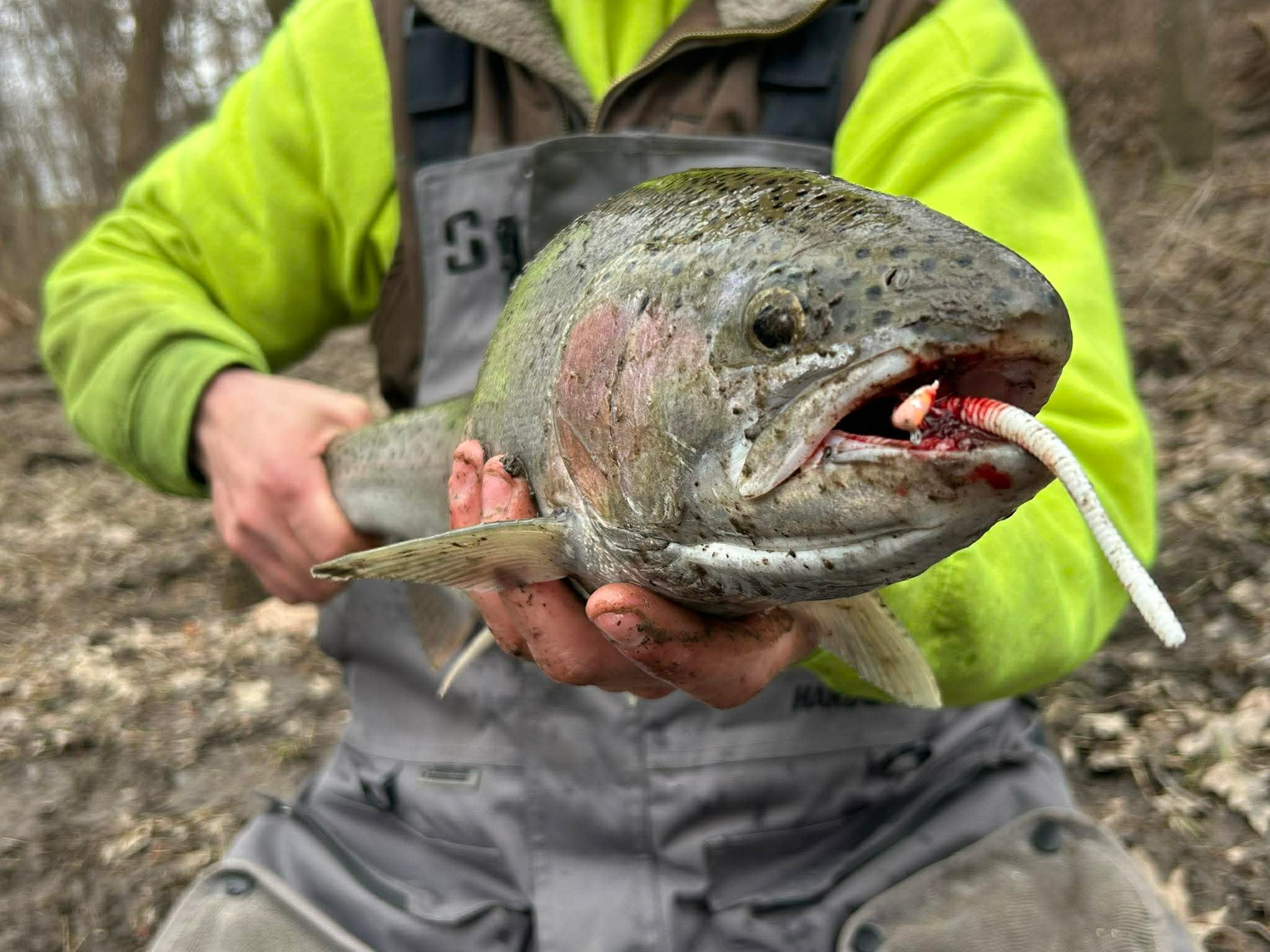 Chrome Crawler soft plastic worm on fish, red-pink and white body