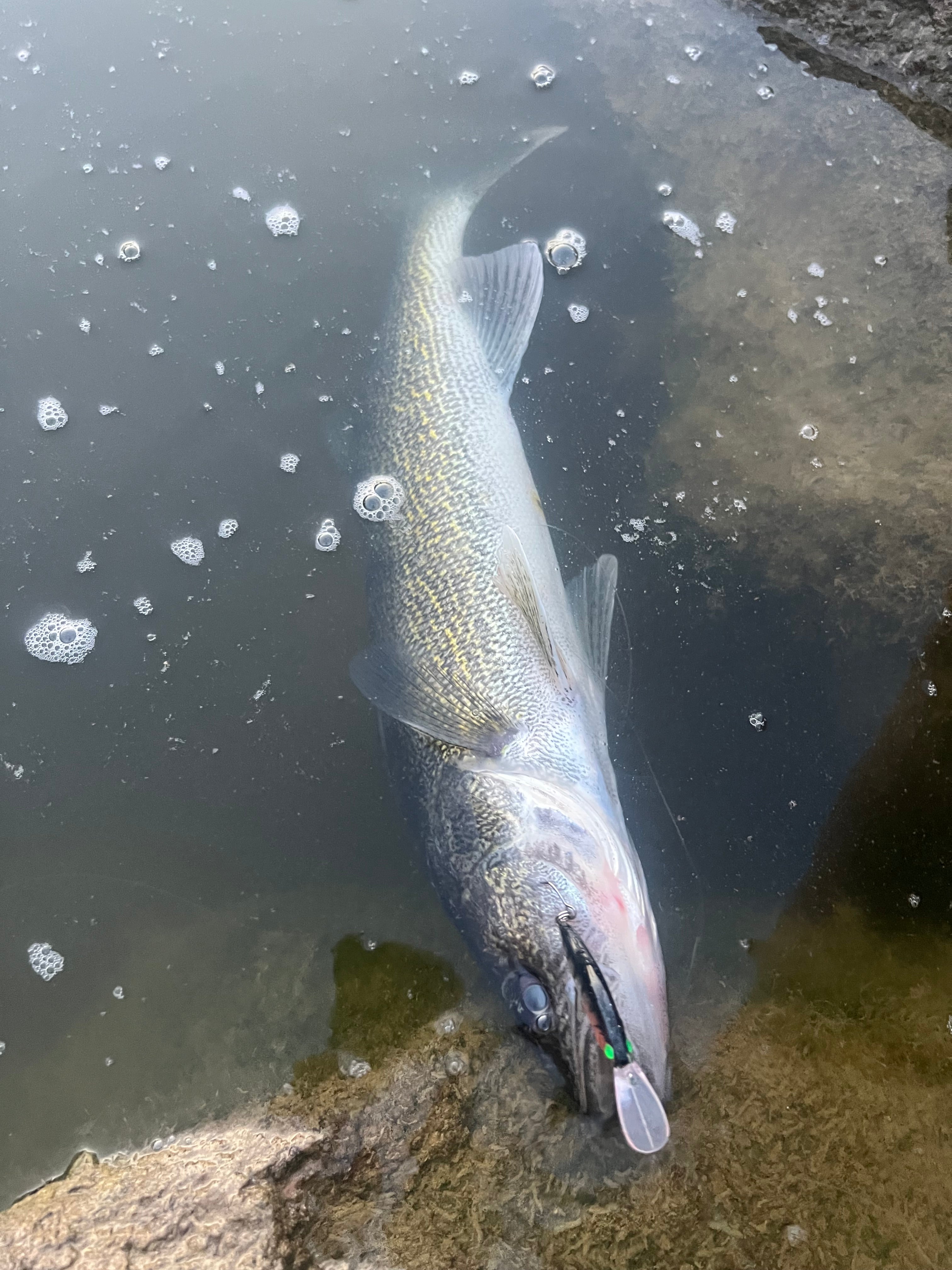 Sinking jerkbait lure seen underwater, silver body with pink tail and green eye