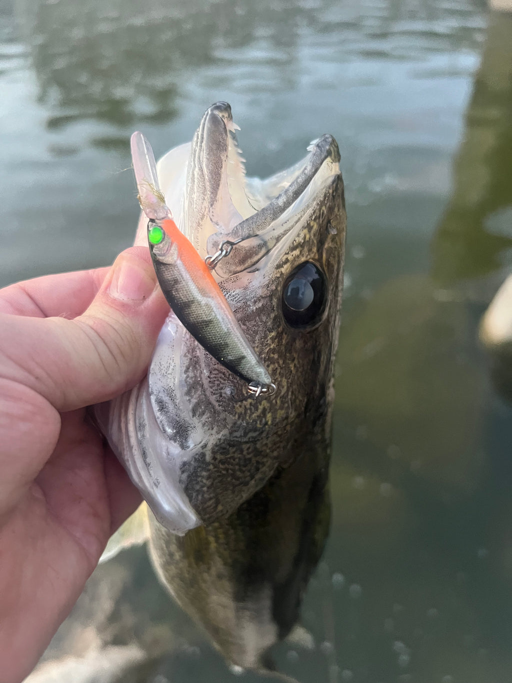 Fishing jerkbait lure close-up, silver body with orange side and green eye