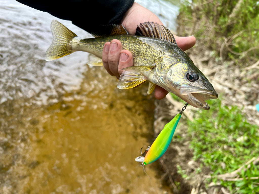 Fish with a neon green-and-yellow jerkbait lure attached near the mouth, treble hook.