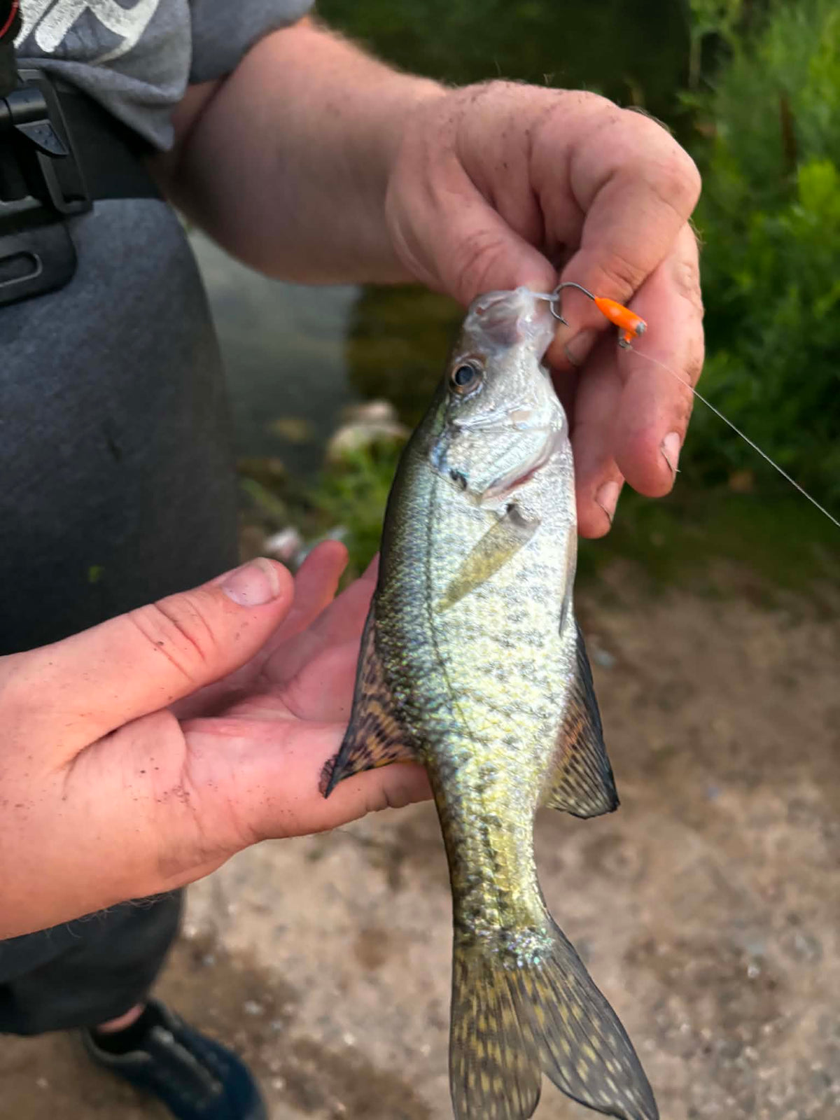 Smoltinator Clickbait Series 4.25in 1/2 oz Jerkbait with 3x  hook
