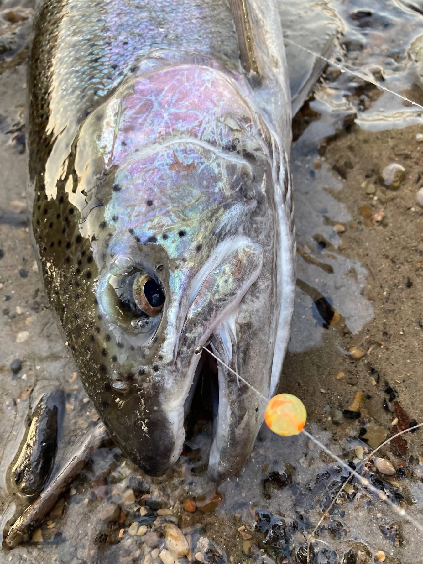 Fish close-up with glowing orange-yellow bead on the line beside the jaw