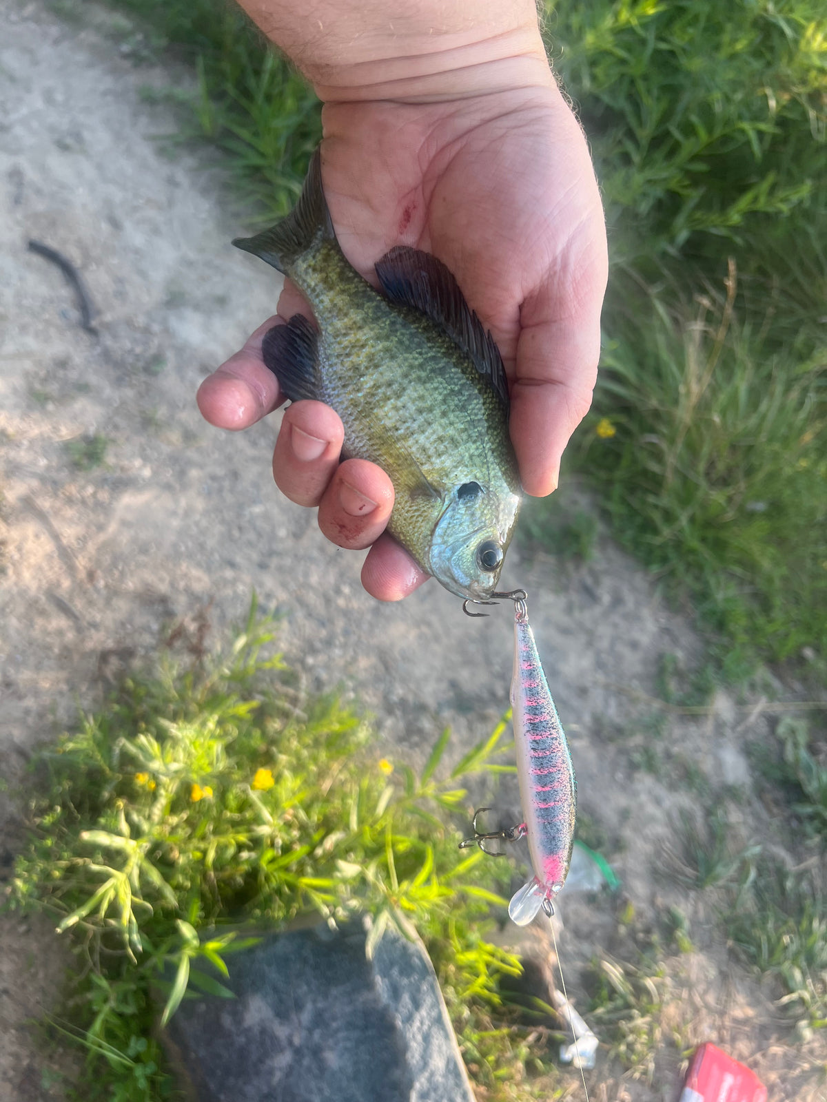 Smoltinator Clickbait Series 4.25in 1/2 oz Jerkbait with 3x  hook