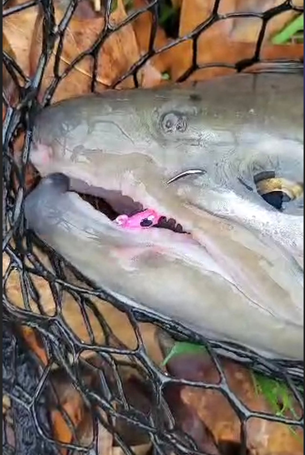 Toxic Waste UV Glow 1/16  oz Steelhead Tube Jig #6 3X Strong Voodoo Hook image 3