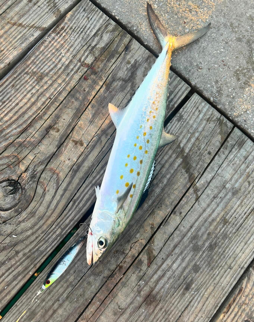 Jigging spoon light blue with gold dot pattern, treble hook at top