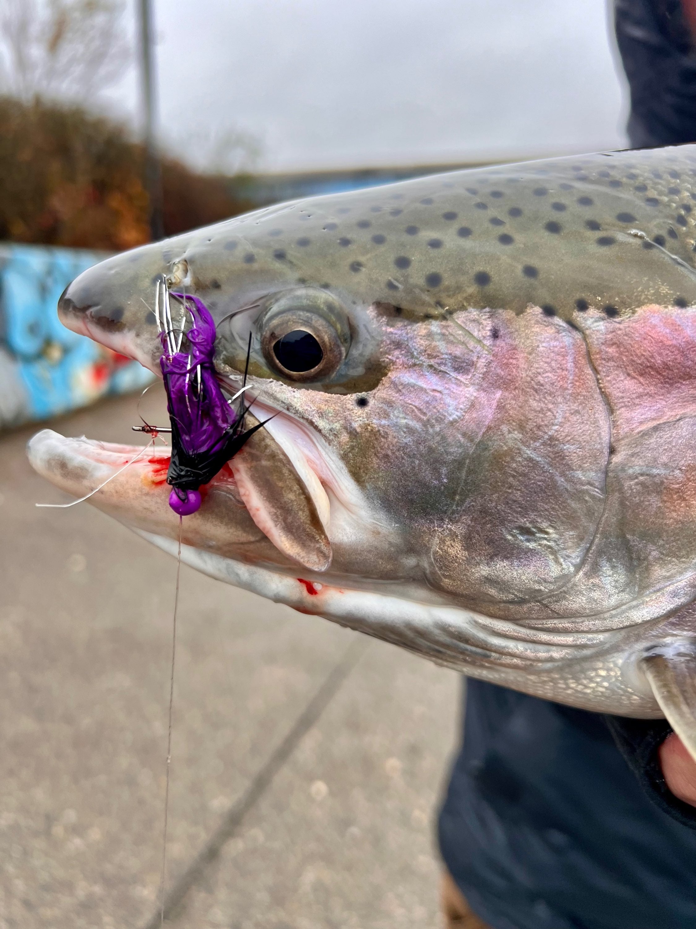 Purple Reign 1/32 oz Maribou Steelhead Jig  #4 Hook image 3