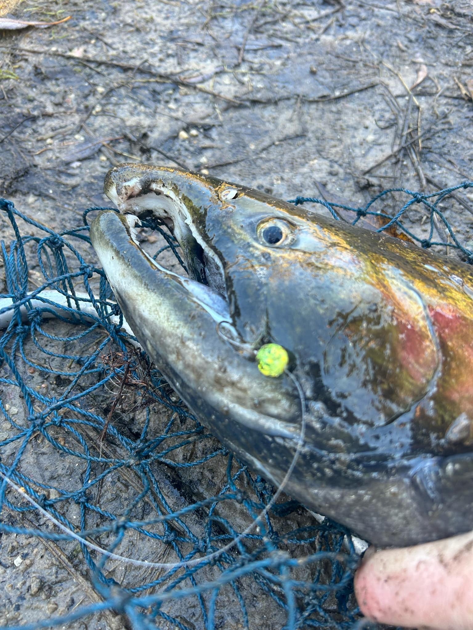 Beadyonce Glass Steelhead Fishing Beads
