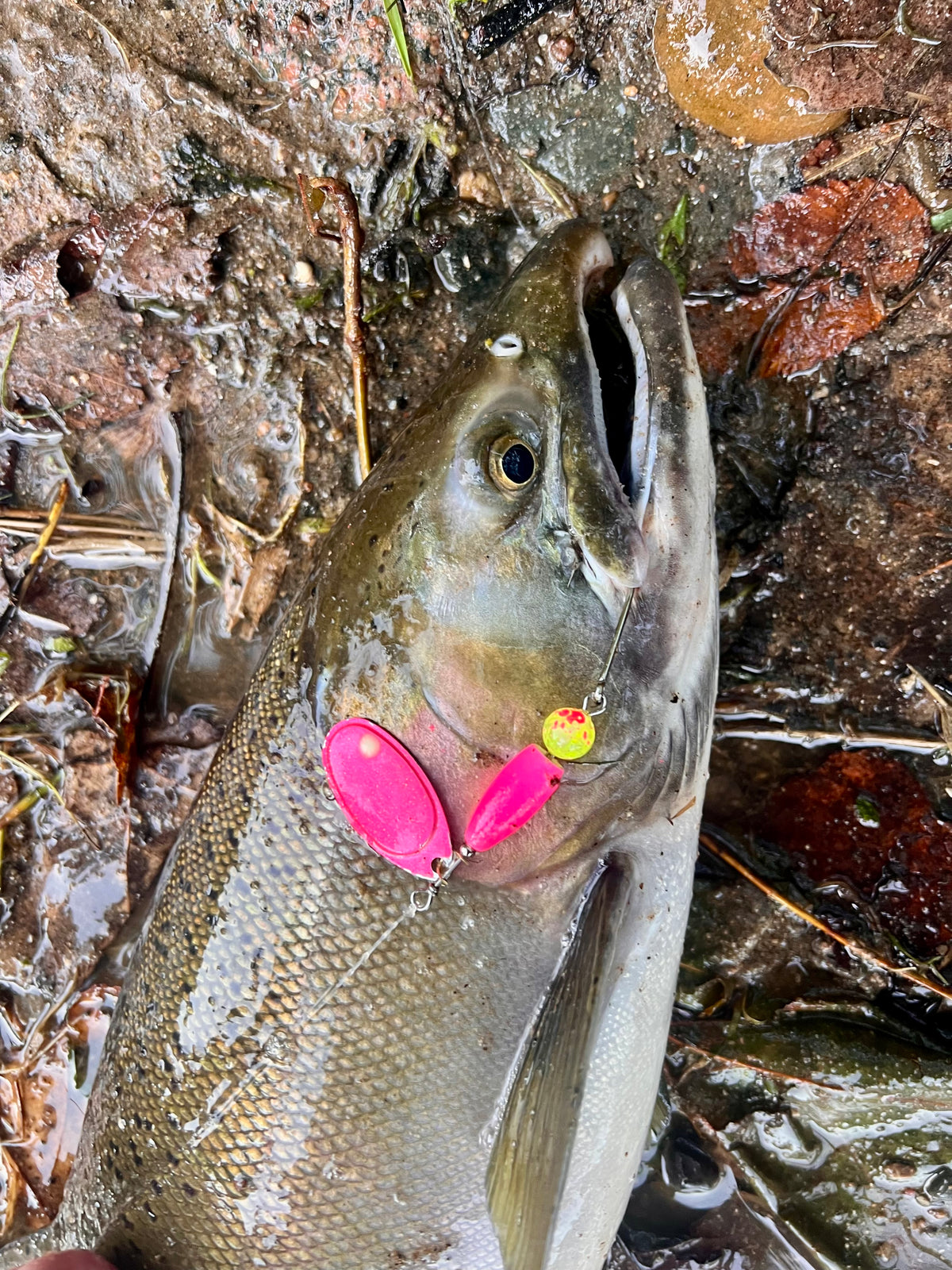 Chrome inline spinner with two pink blades and small bead, attached to fish