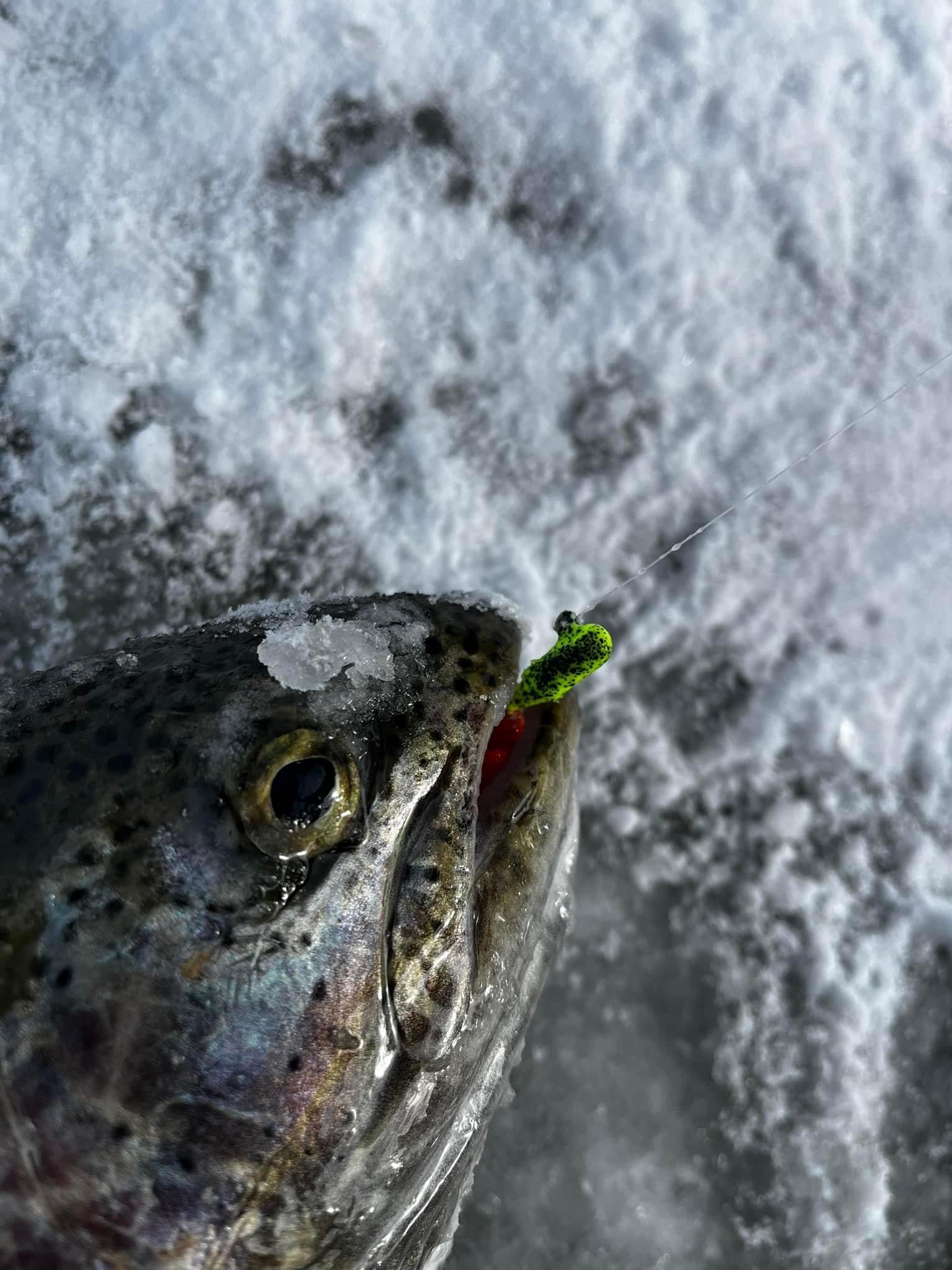 Trout close-up with green-speckled tube jig hook near mouth