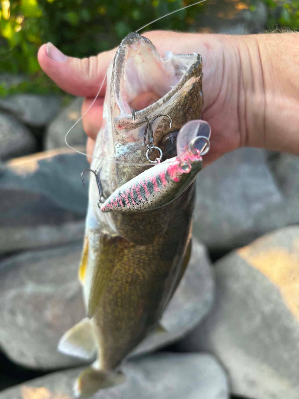 Smoltinator Clickbait Series 4.25in 1/2 oz Jerkbait with 3x  hook