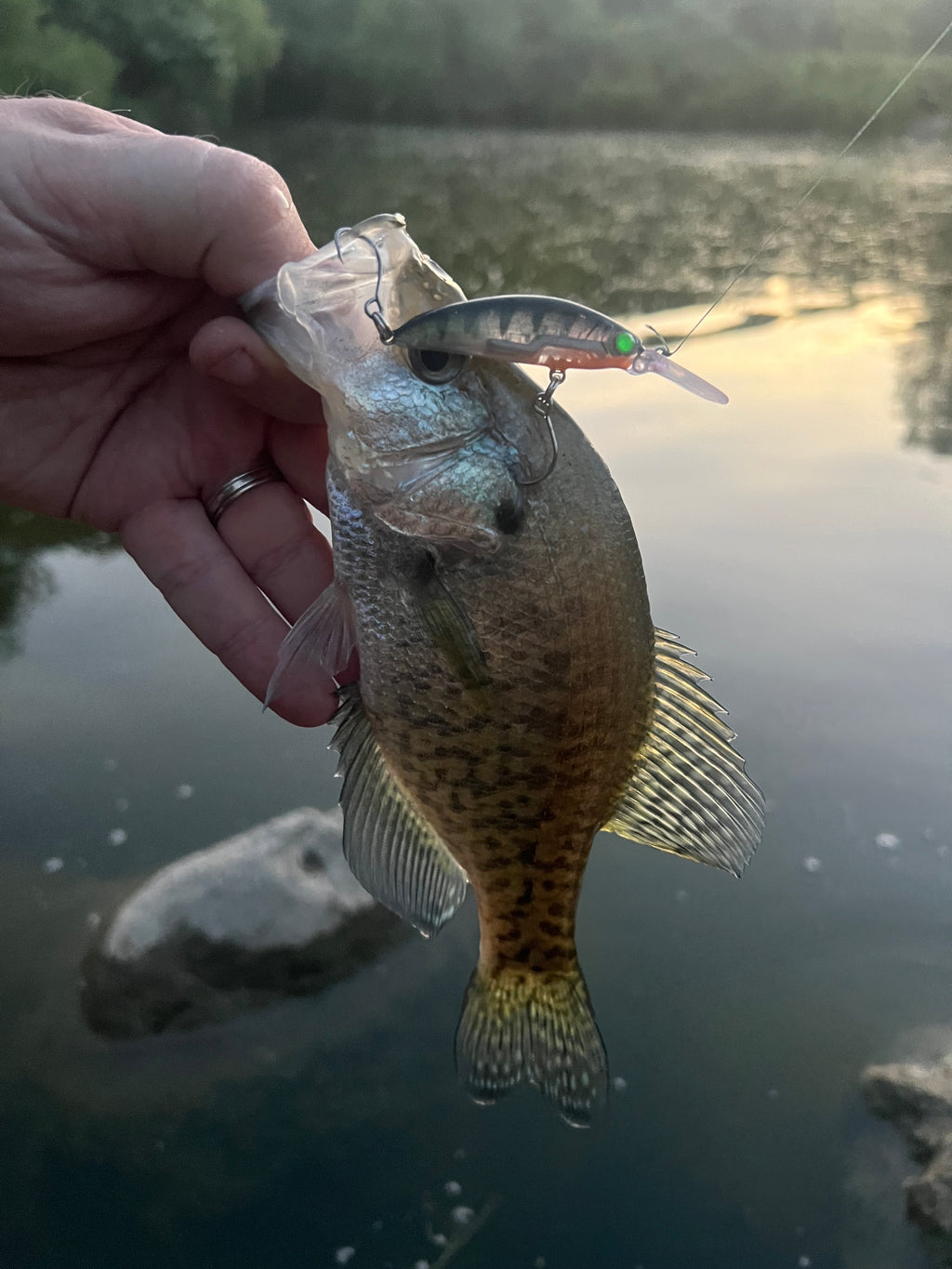 Fishing jerkbait lure with silver scales, orange belly, and green eye on bass
