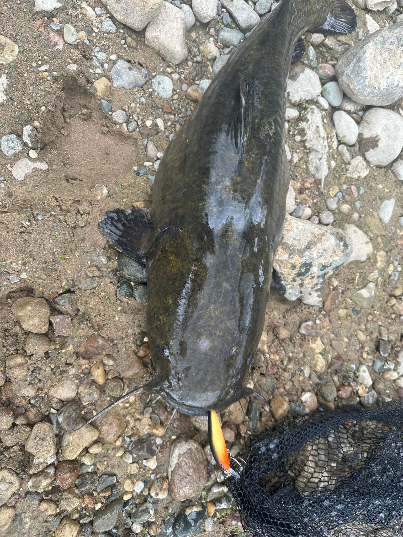 Catfish on rocks with Gold Rush jerkbait; yellow-orange lure visible