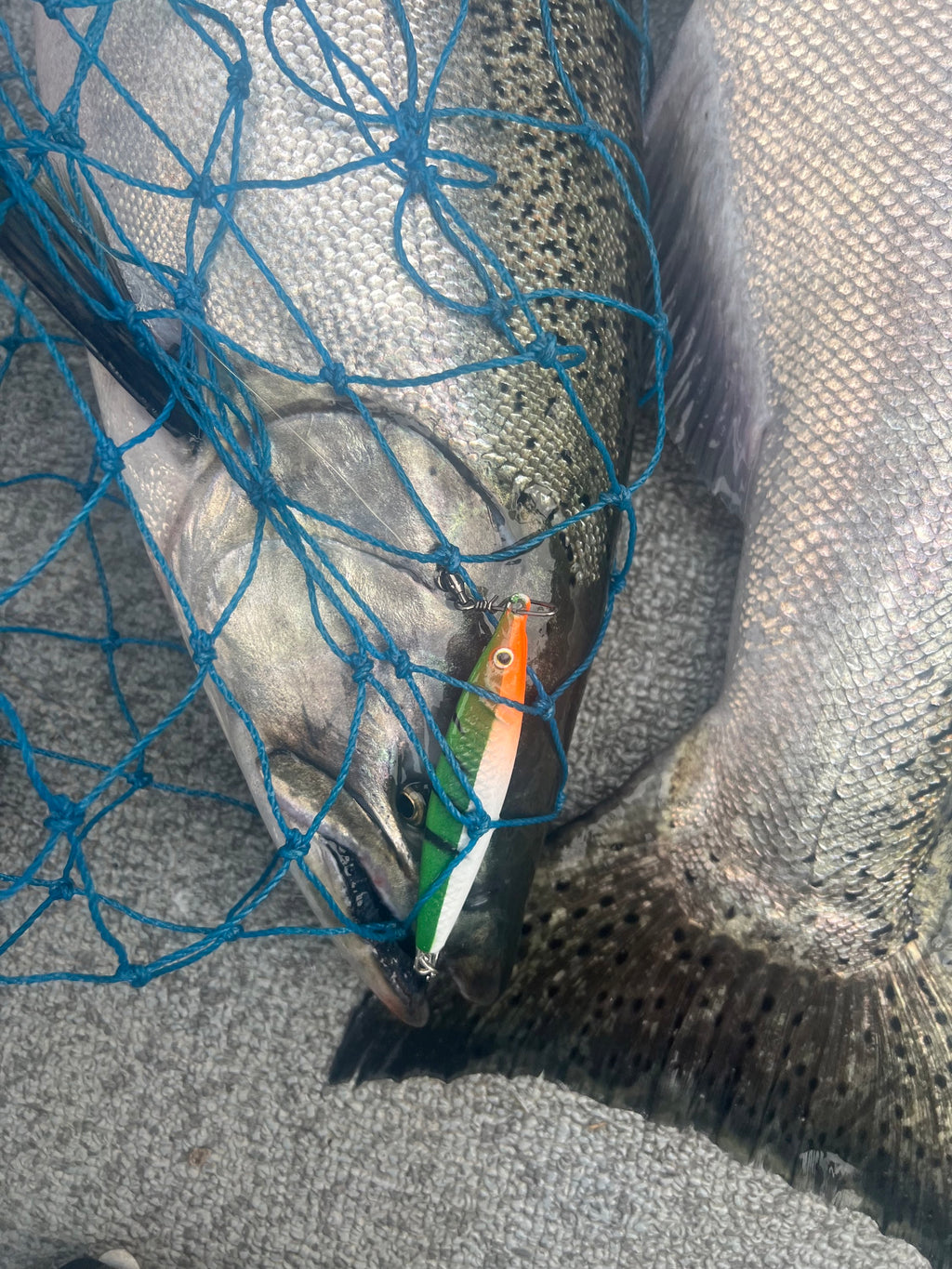 Orange-and-green 2 oz jigging spoon in fish mouth, treble hook visible