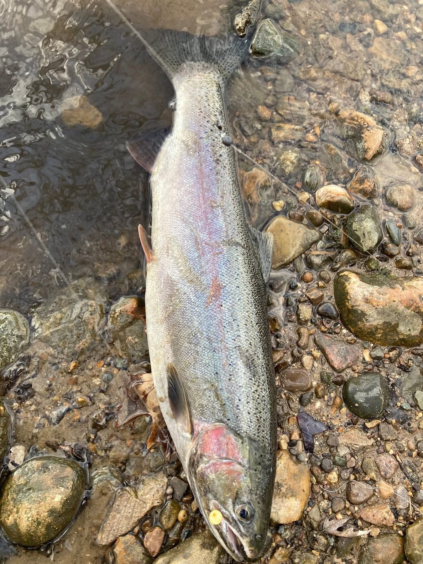 Fish with a small UV-glow yellow bead on the line near the eye