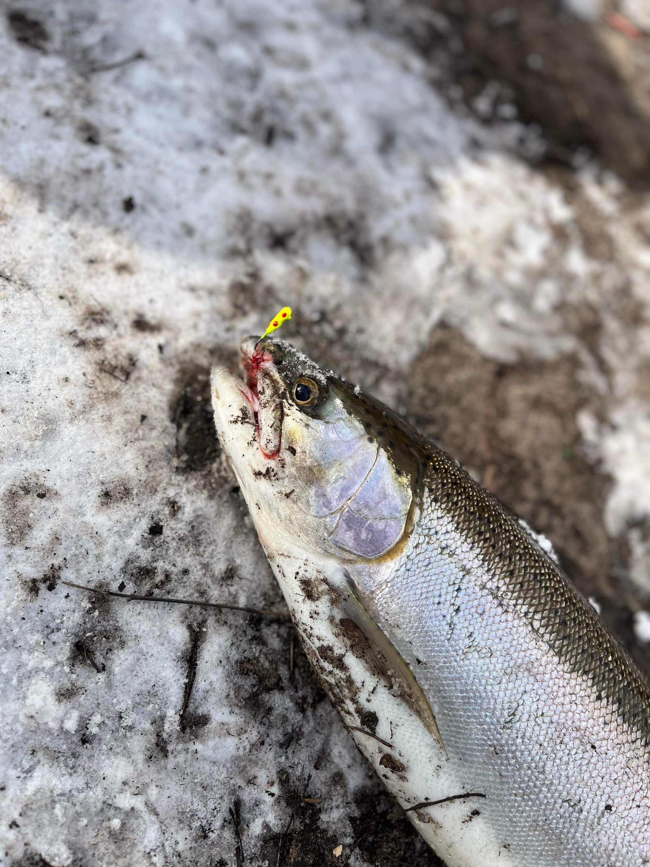 Clown Shoes 1/16 oz Tube Jig 3x Strong #4 Voodoo Hook for Salmon & Steelhead image 2