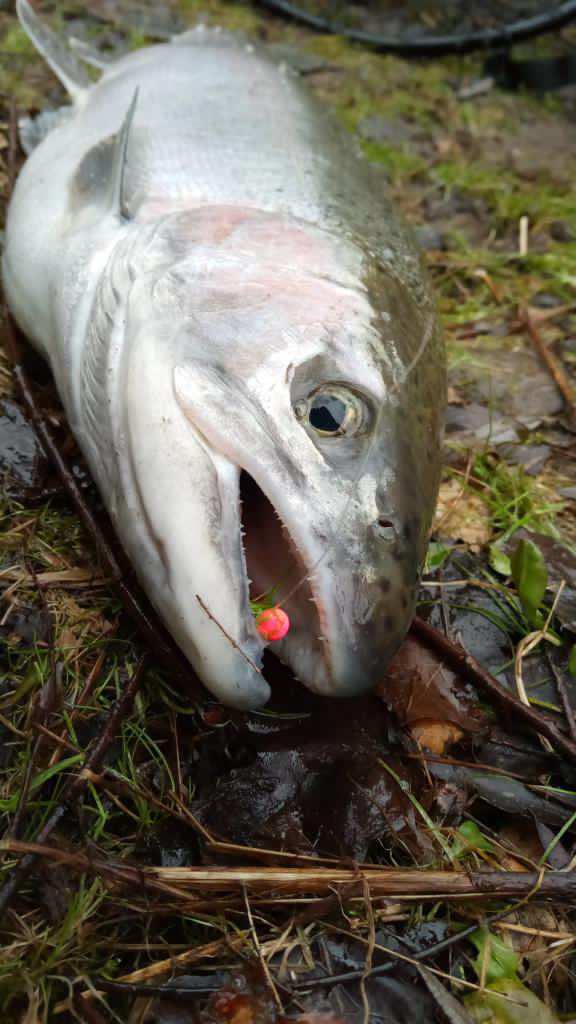 Toxic Watermelon  1/32 oz Steelhead Hair Jig  #4 Hook image 2