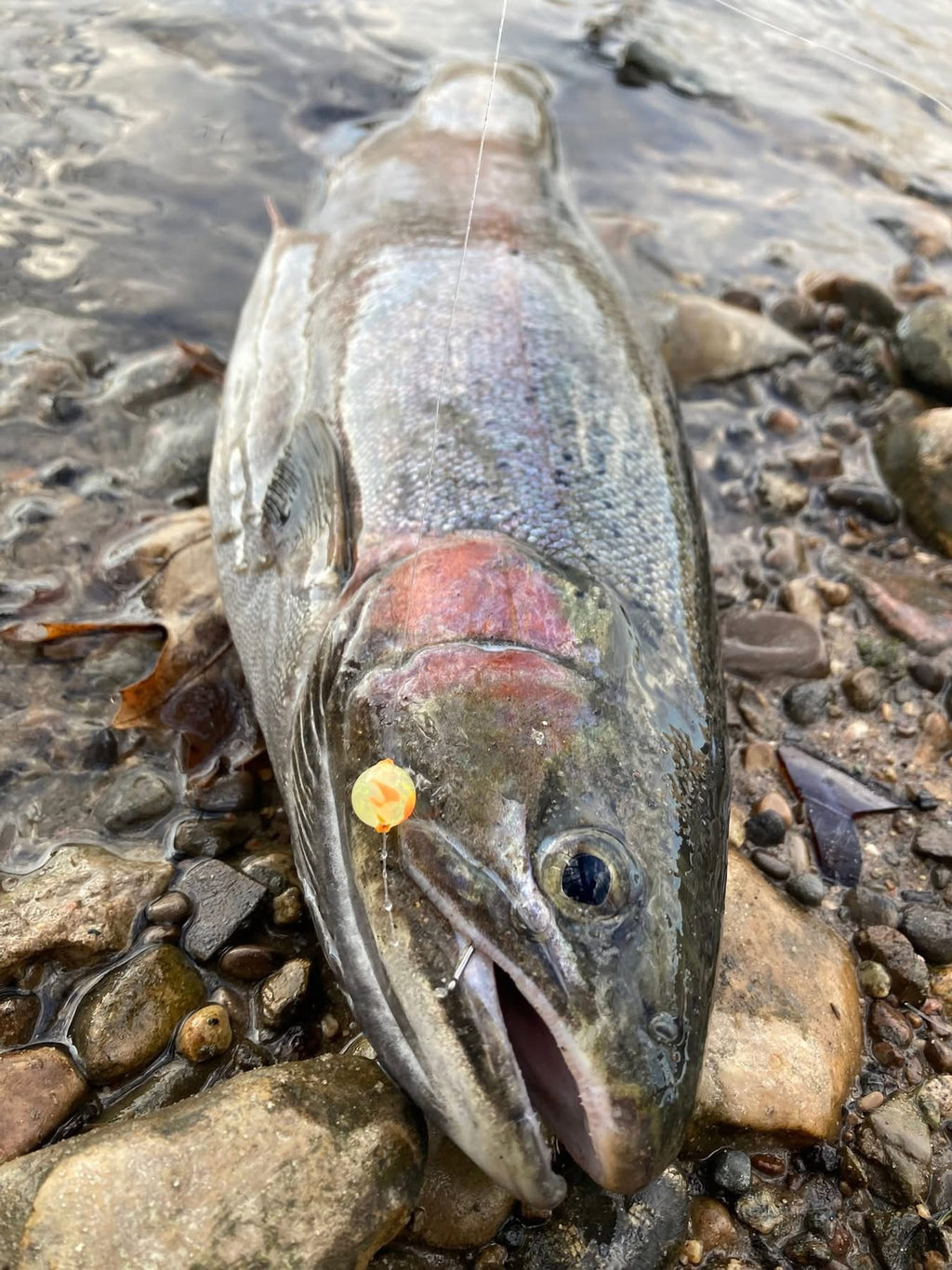 Fish head with clear UV-glow bead attached to the line by the gill area