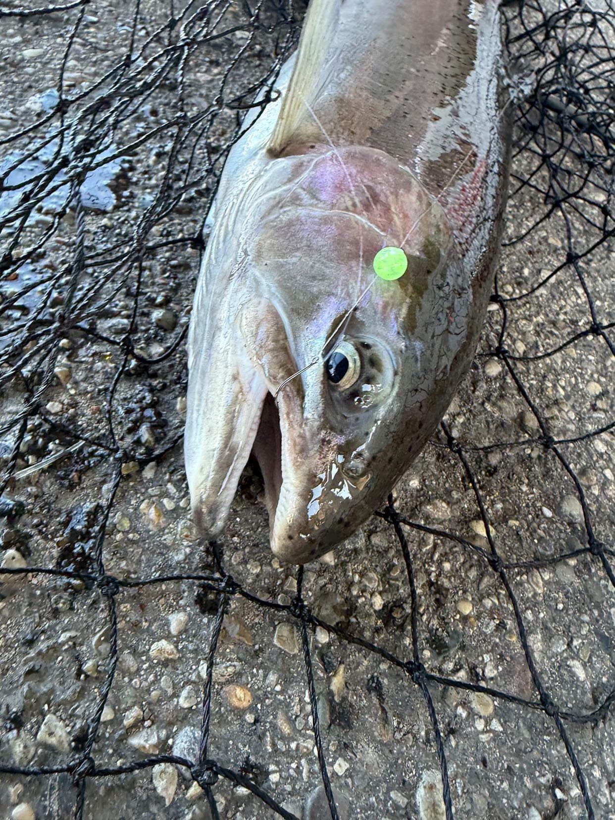 Trout on landing net with a small glowing green UV bead near the mesh