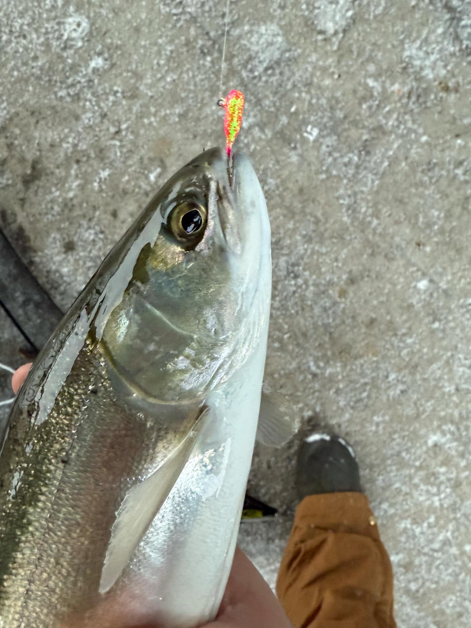 Silver fish with small pink-and-green speckled tube jig at mouth