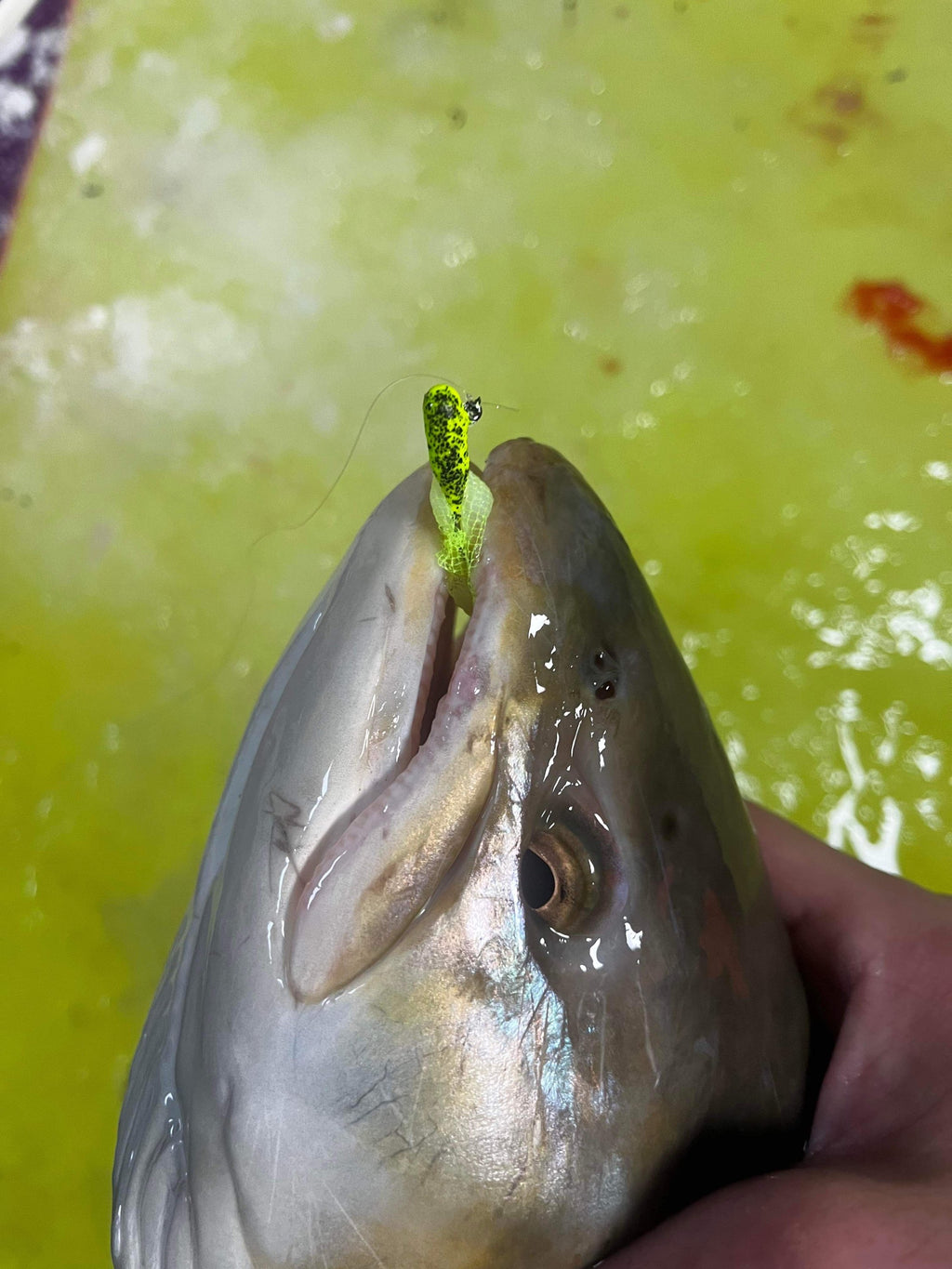 Green-speckled tube jig hook near trout mouth