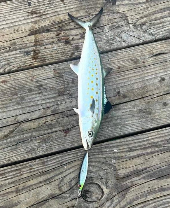 Jigging spoon light blue with small gold spots and dark hook
