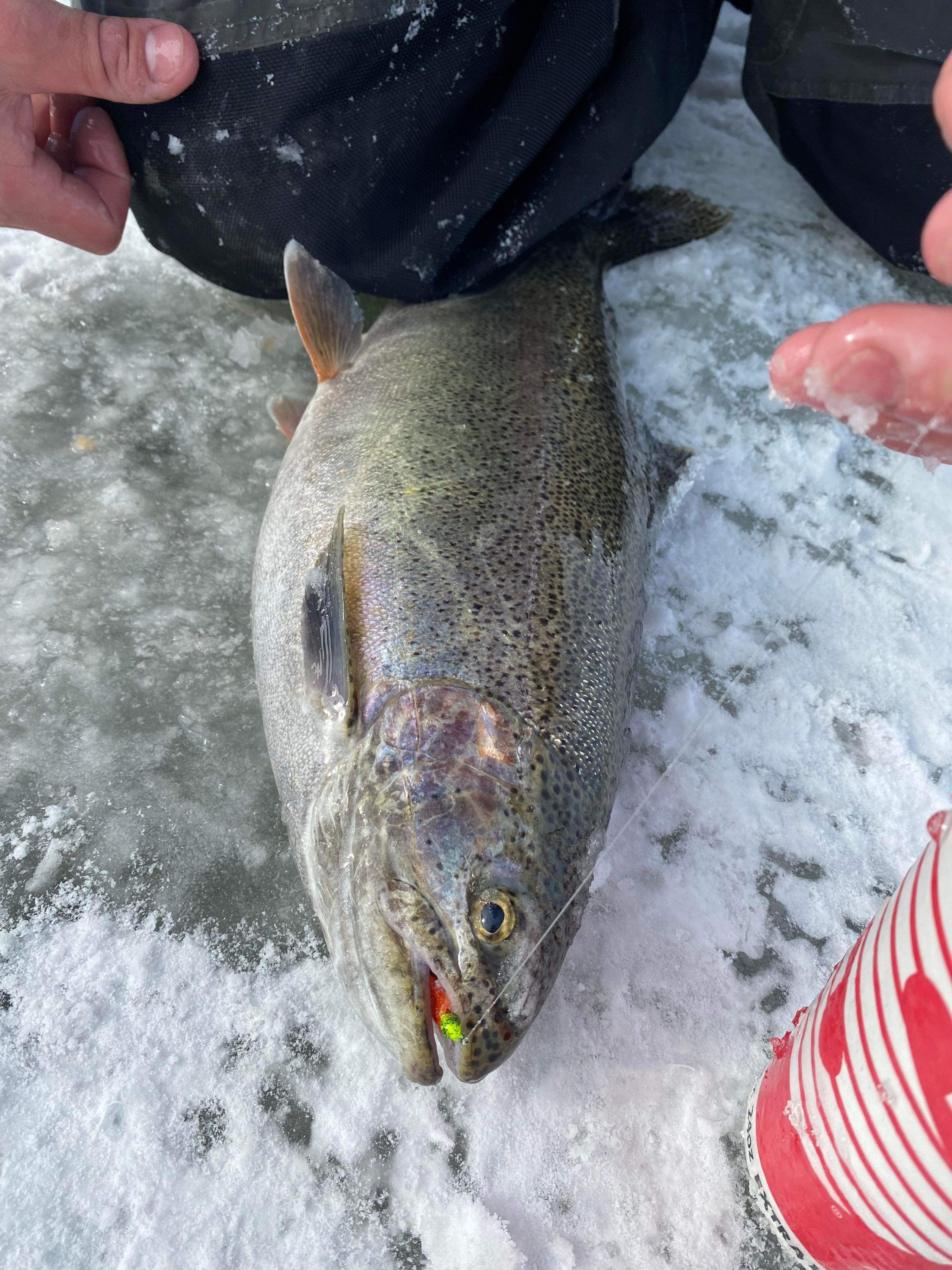 Trout on snow with small neon green speckled tube jig in mouth