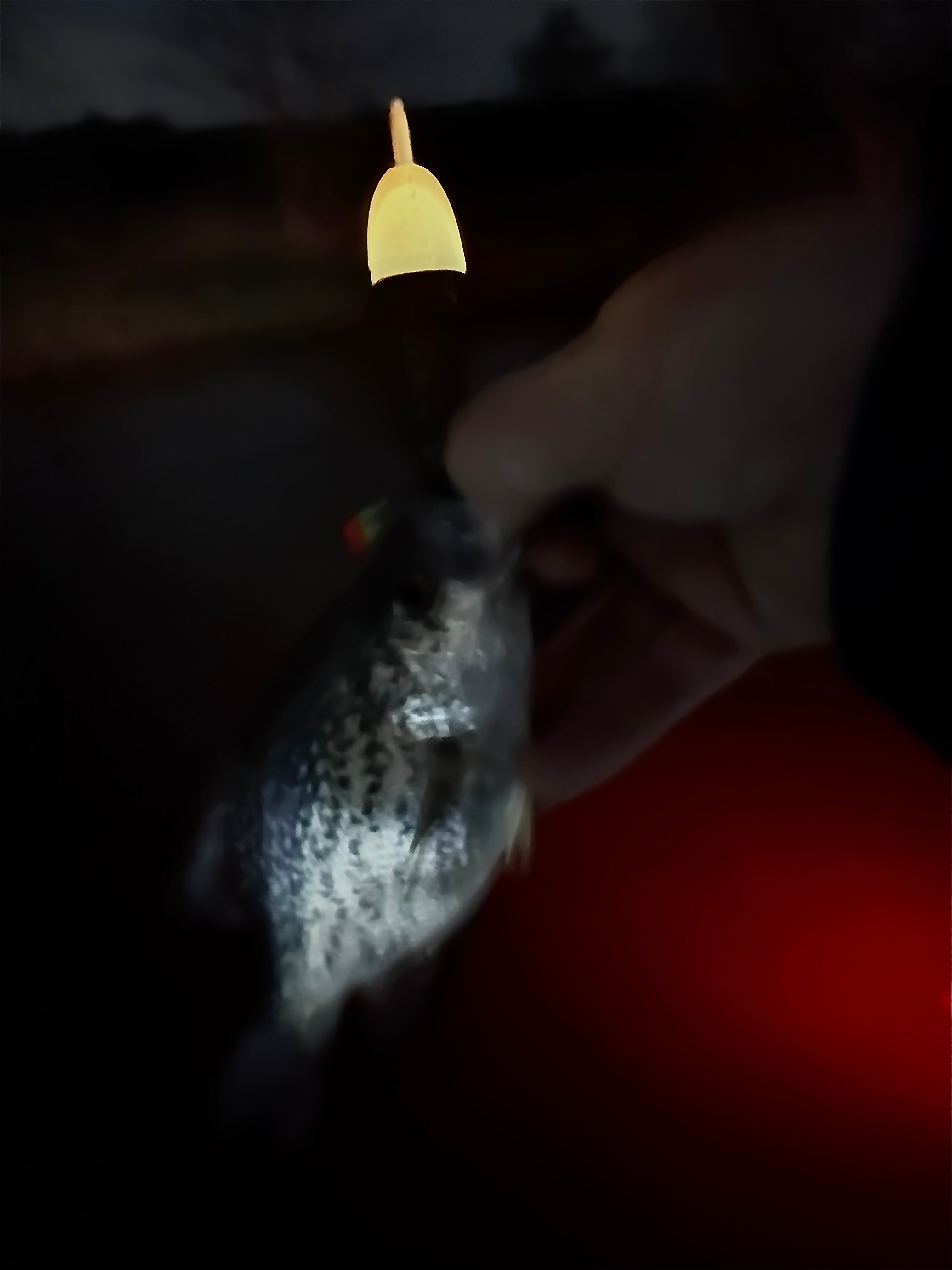 Gelber Angel-Float am Vorfach in dunkler Umgebung, Fisch im Vordergrund