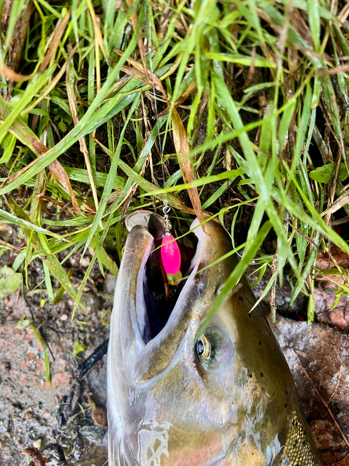 Chrome inline spinner with pink glow blades and treble hook, shown in fish mouth