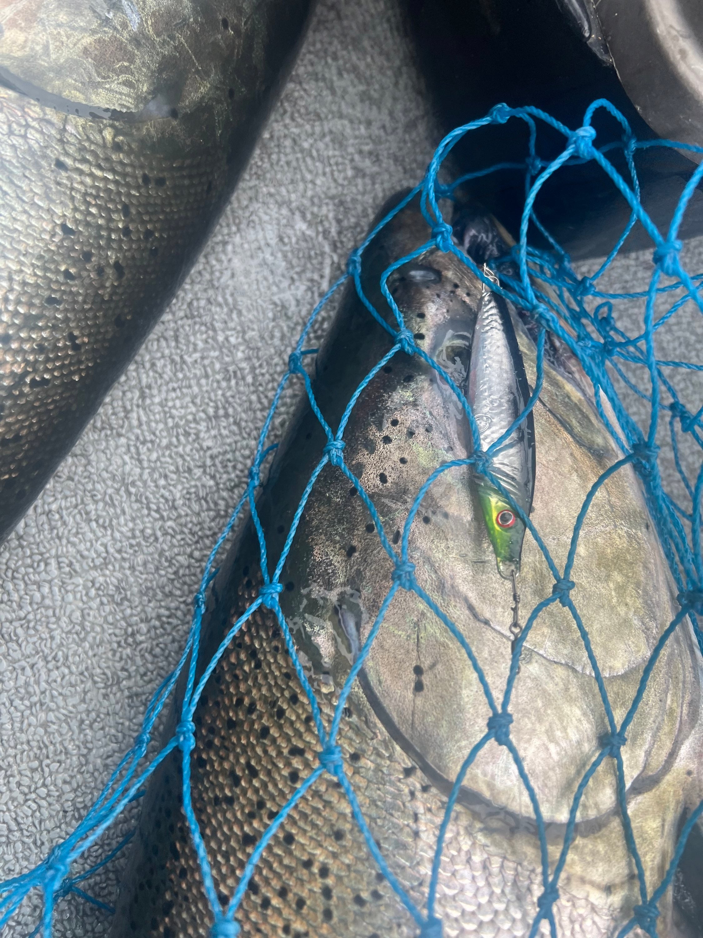 Jigging spoon close-up in net: silver face, green eye, speckled body