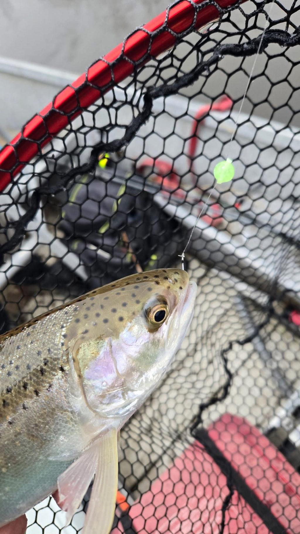 Trout in a landing net with a glowing green UV bead dot visible near fish