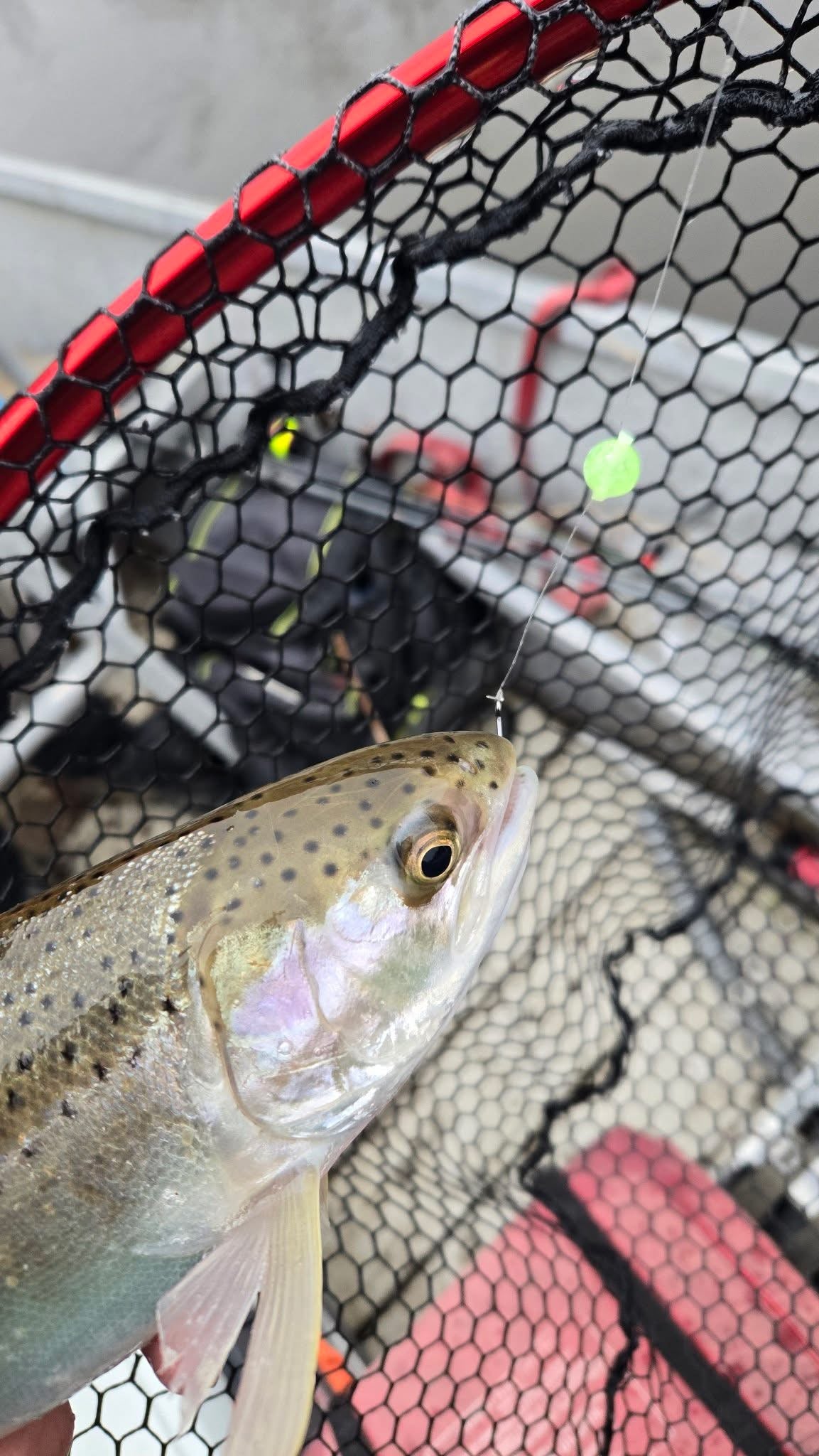 Trout in a landing net with a glowing green UV bead dot visible near fish
