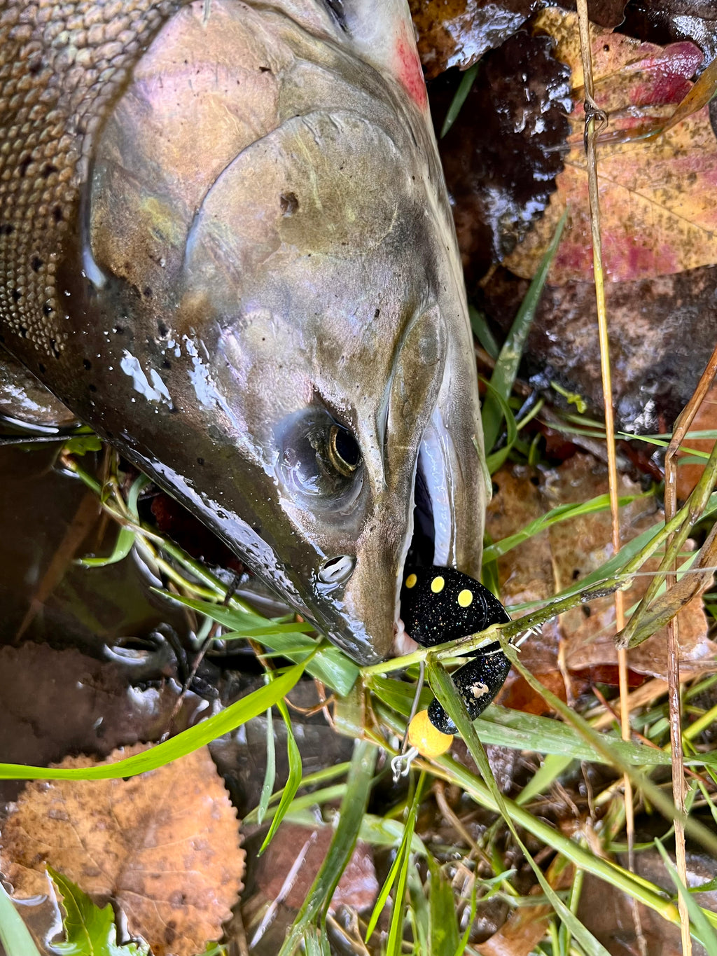 Inline spinner lure in fish mouth, black body with yellow dot blade