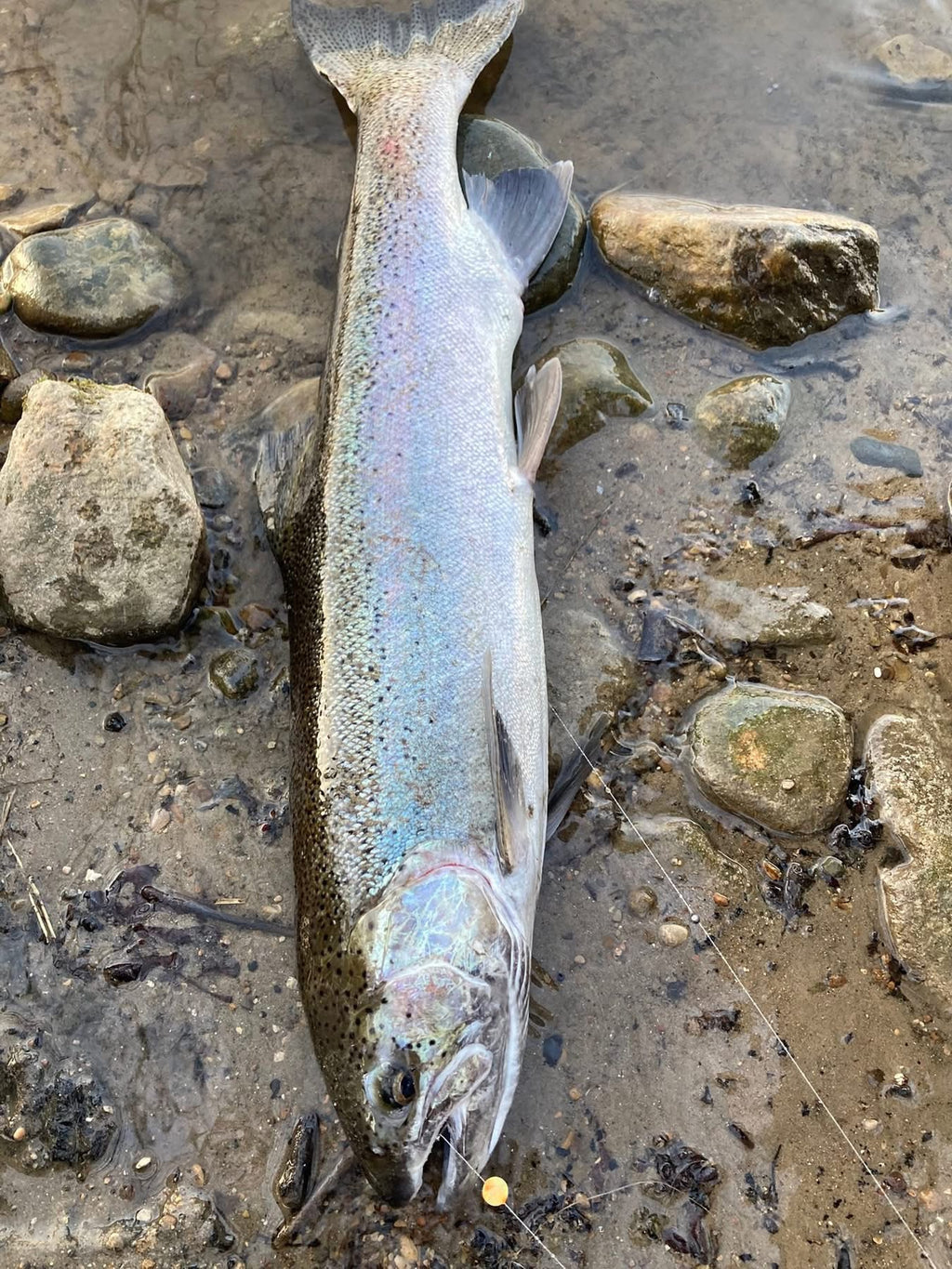 Fish body with UV-glow bead on the fishing line near the tail