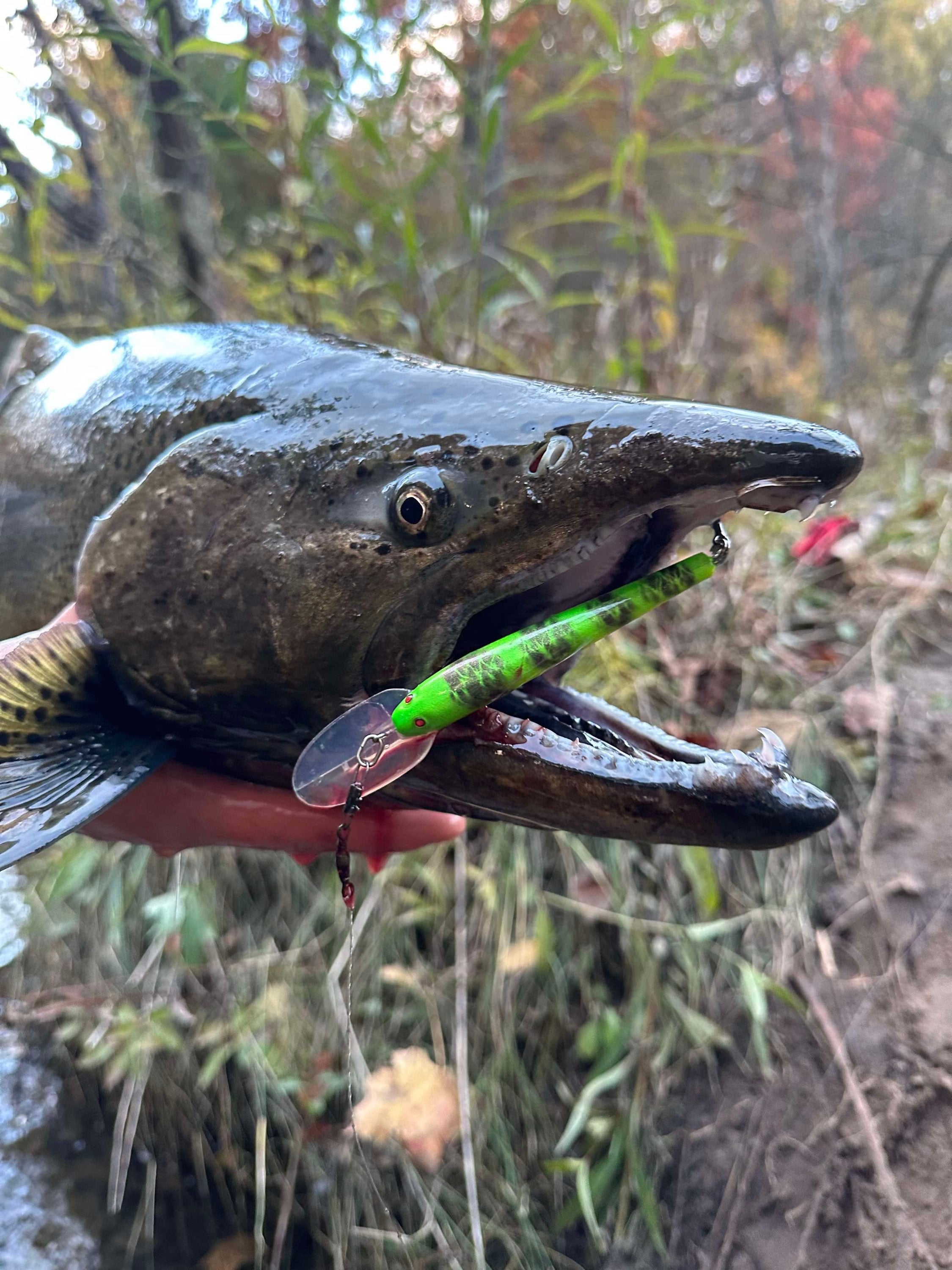 Neon green-orange UV Glow Lightningstick lure held with two fishing hooks on a fish