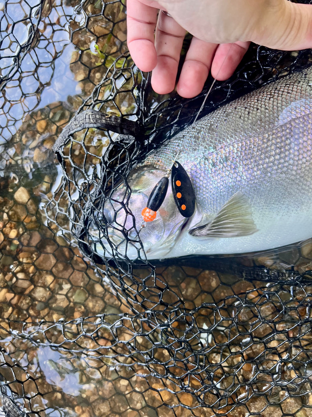 Black-and-orange inline fishing spinner lure attached near fish in landing net