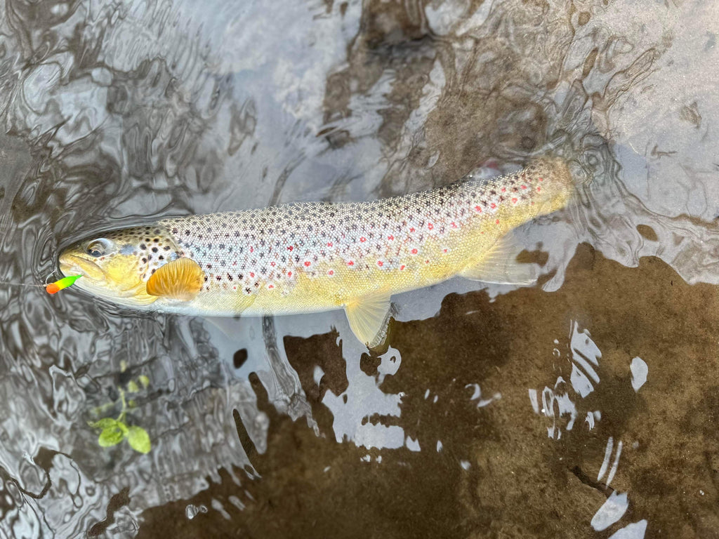 Trout with neon orange-chartreuse tube jig at mouth