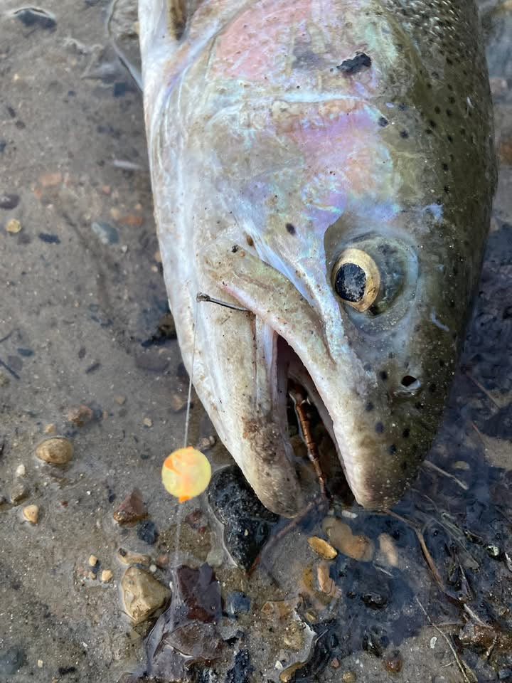 Fish with small orange UV-glow bead on the fishing line near the mouth
