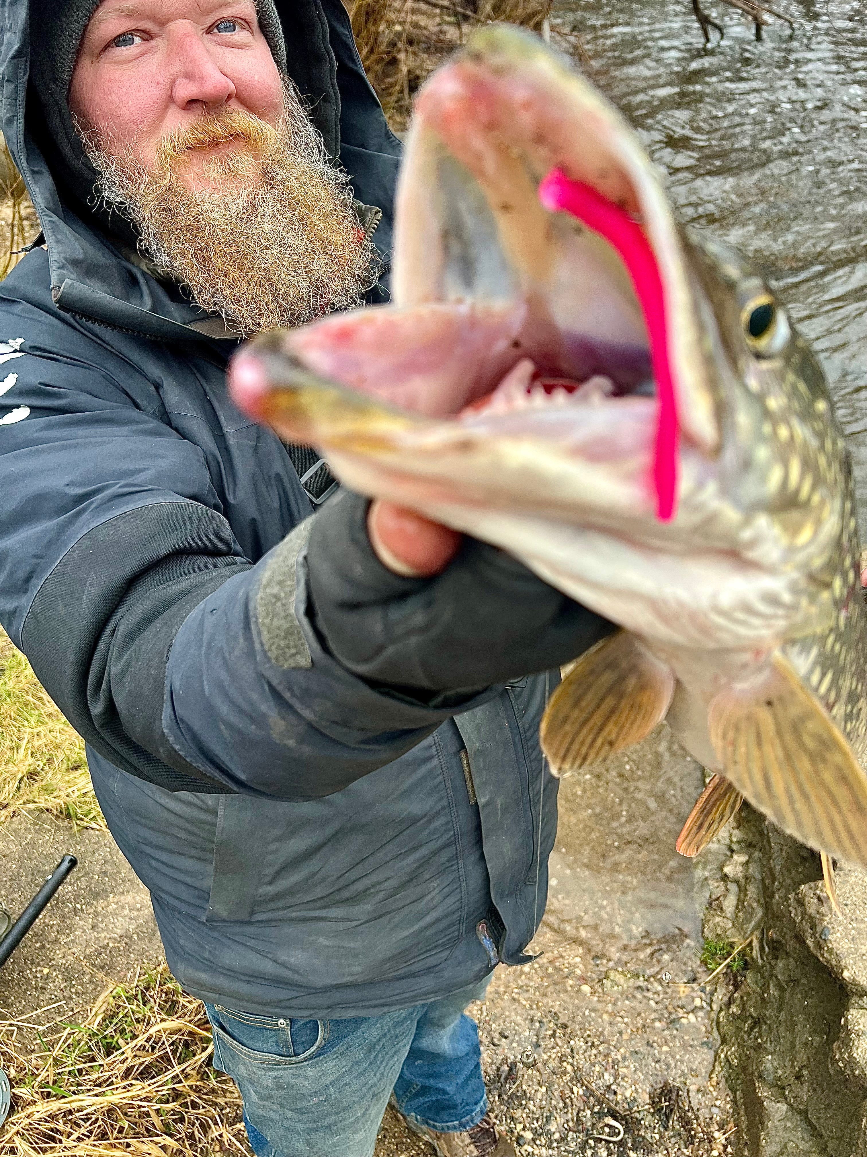 Chrome Crawler soft plastic worm in bright pink on caught fish