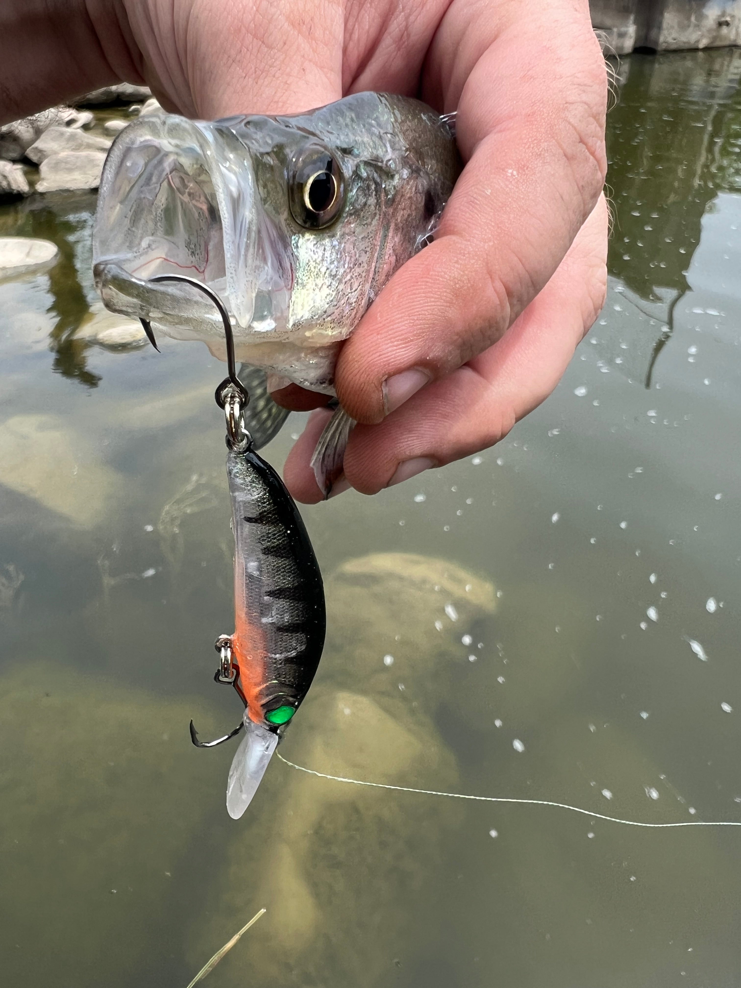 Shiny silver jerkbait lure with dark back, green accents, treble hooks