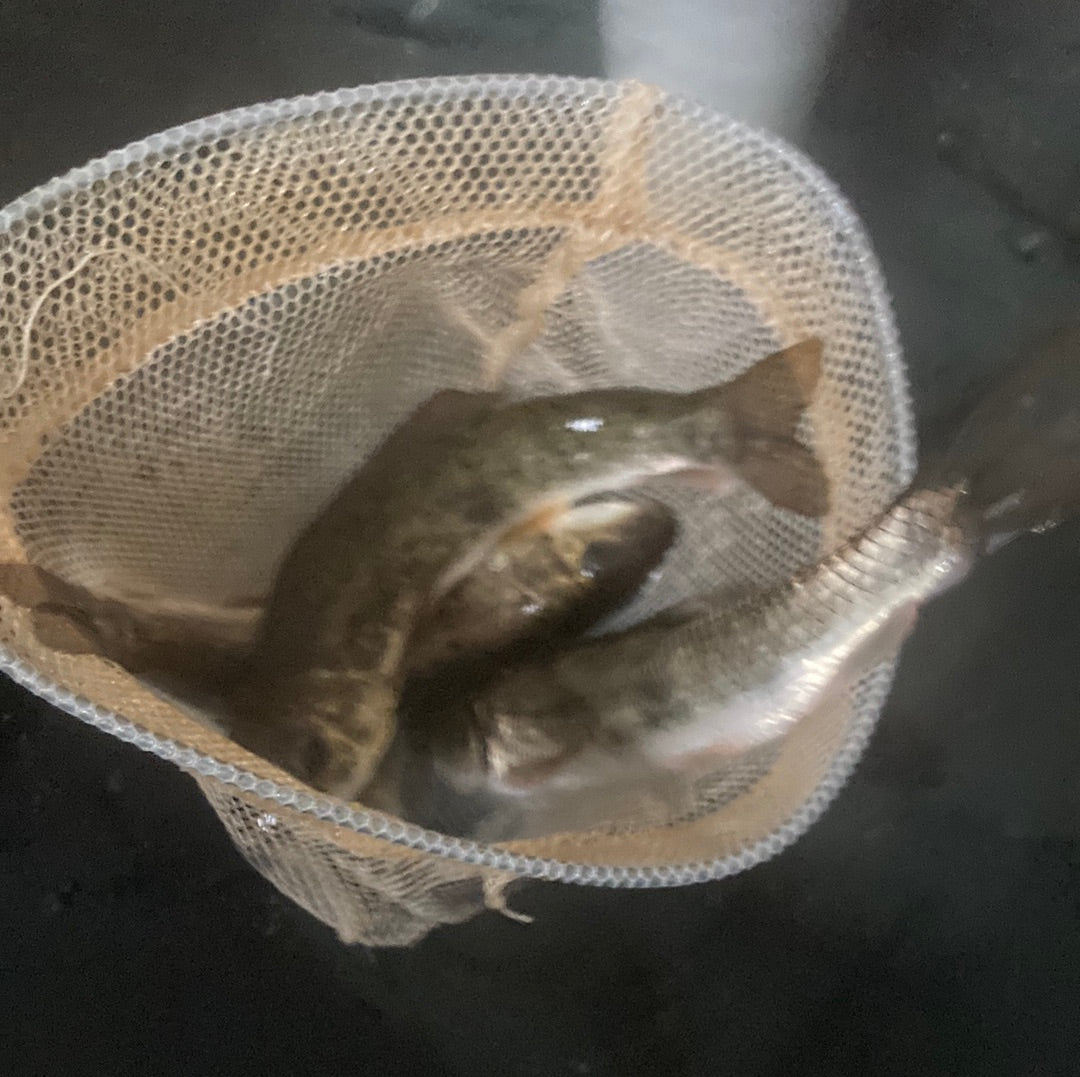 Dozen Sucker Minnows
