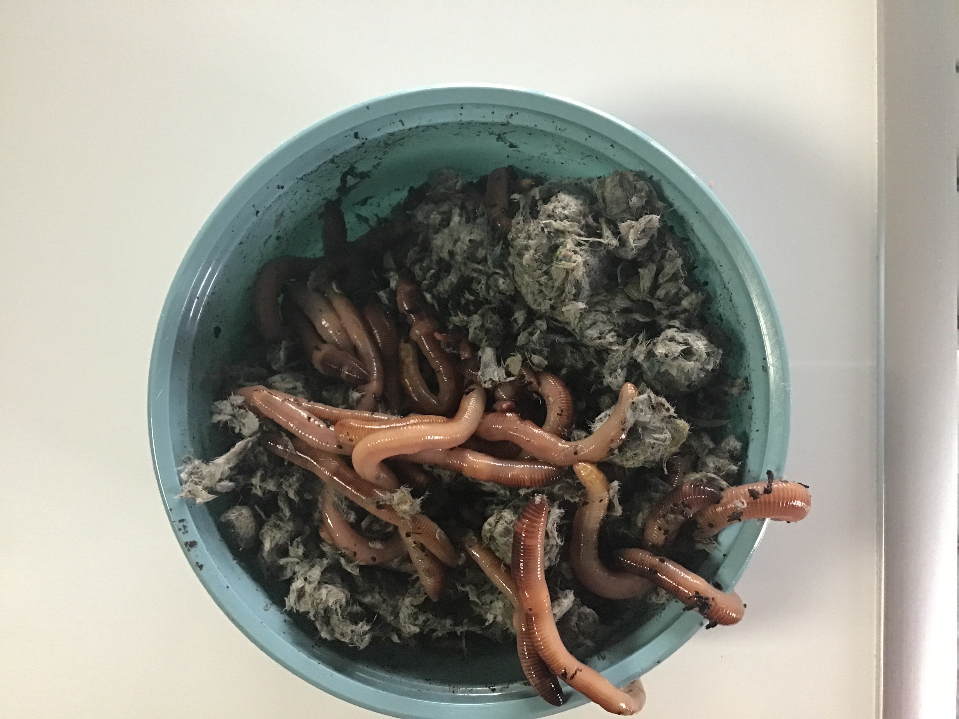 36Ct Red Worms