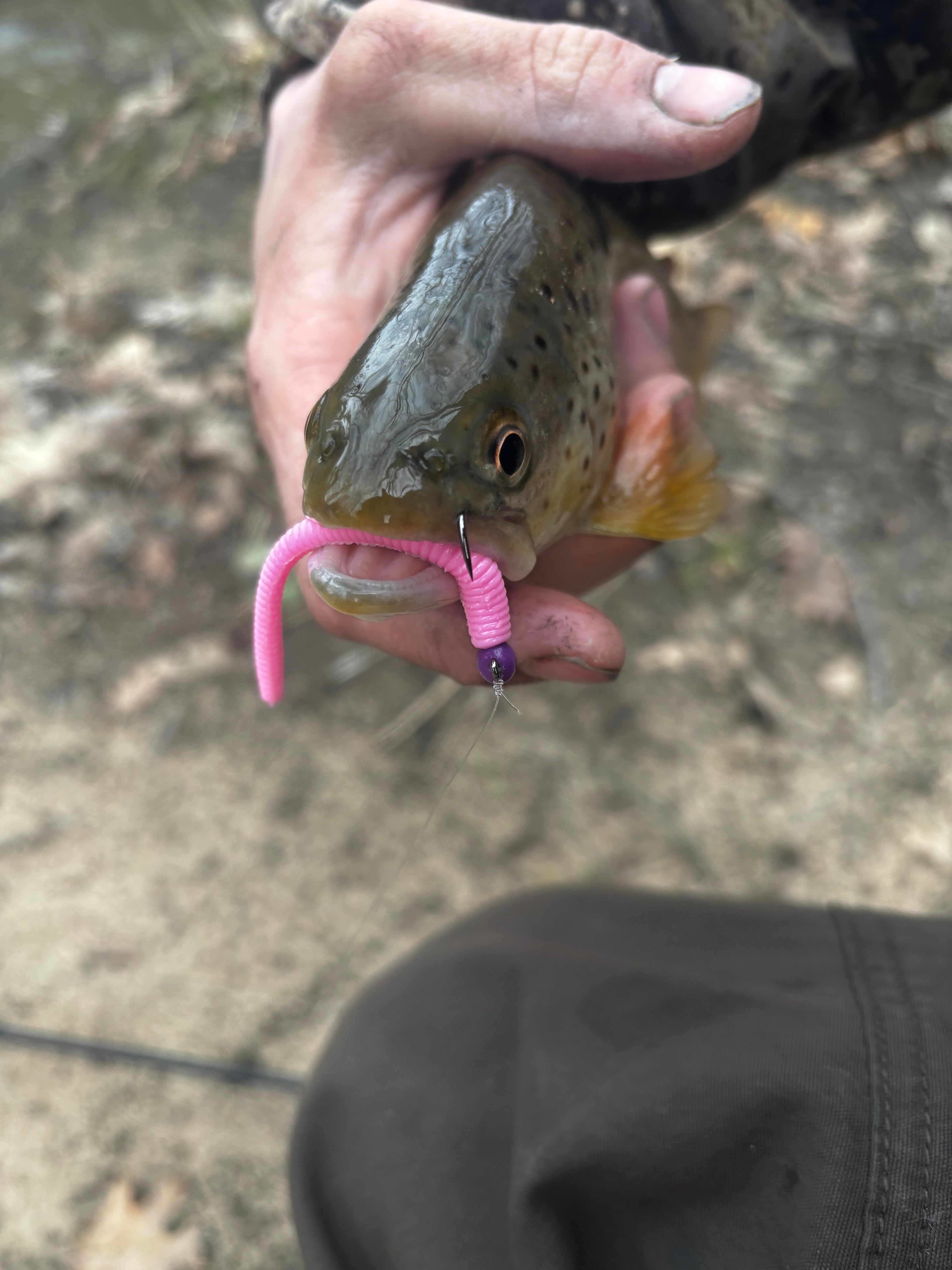 Chrome Crawler soft plastic crawler with purple tail on fish