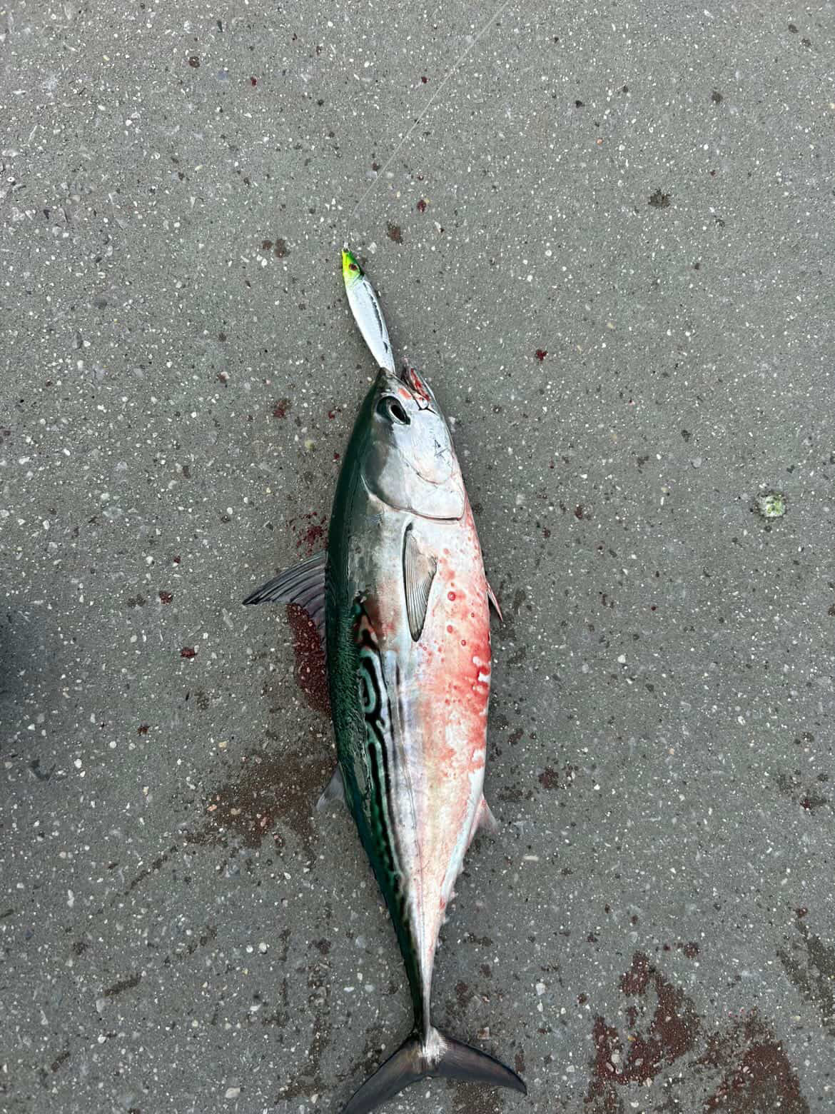 Silver-and-red jigging spoon with green tip, fishing lure on pavement