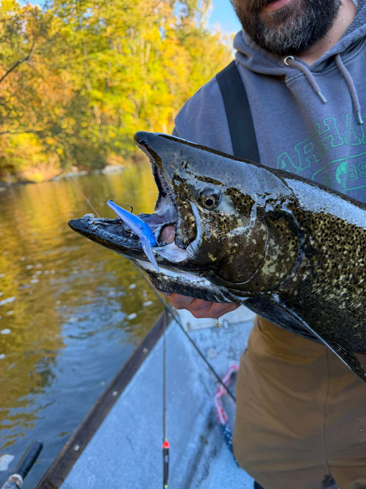 Close-up of catfish head with blue lure and hook hardware near the mouth