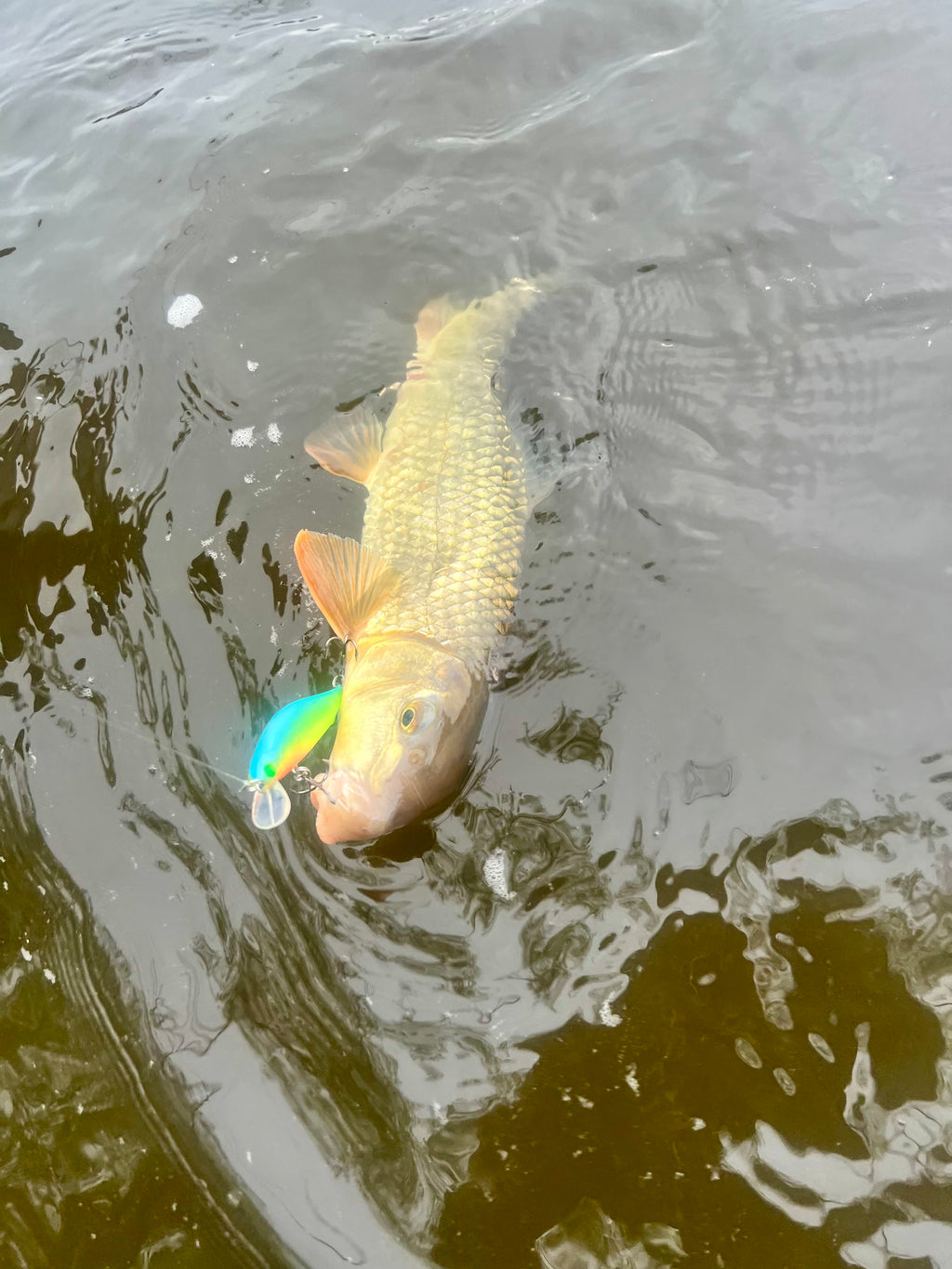 Fish holding a glowing jerkbait lure in green and orange, with visible treble hooks.